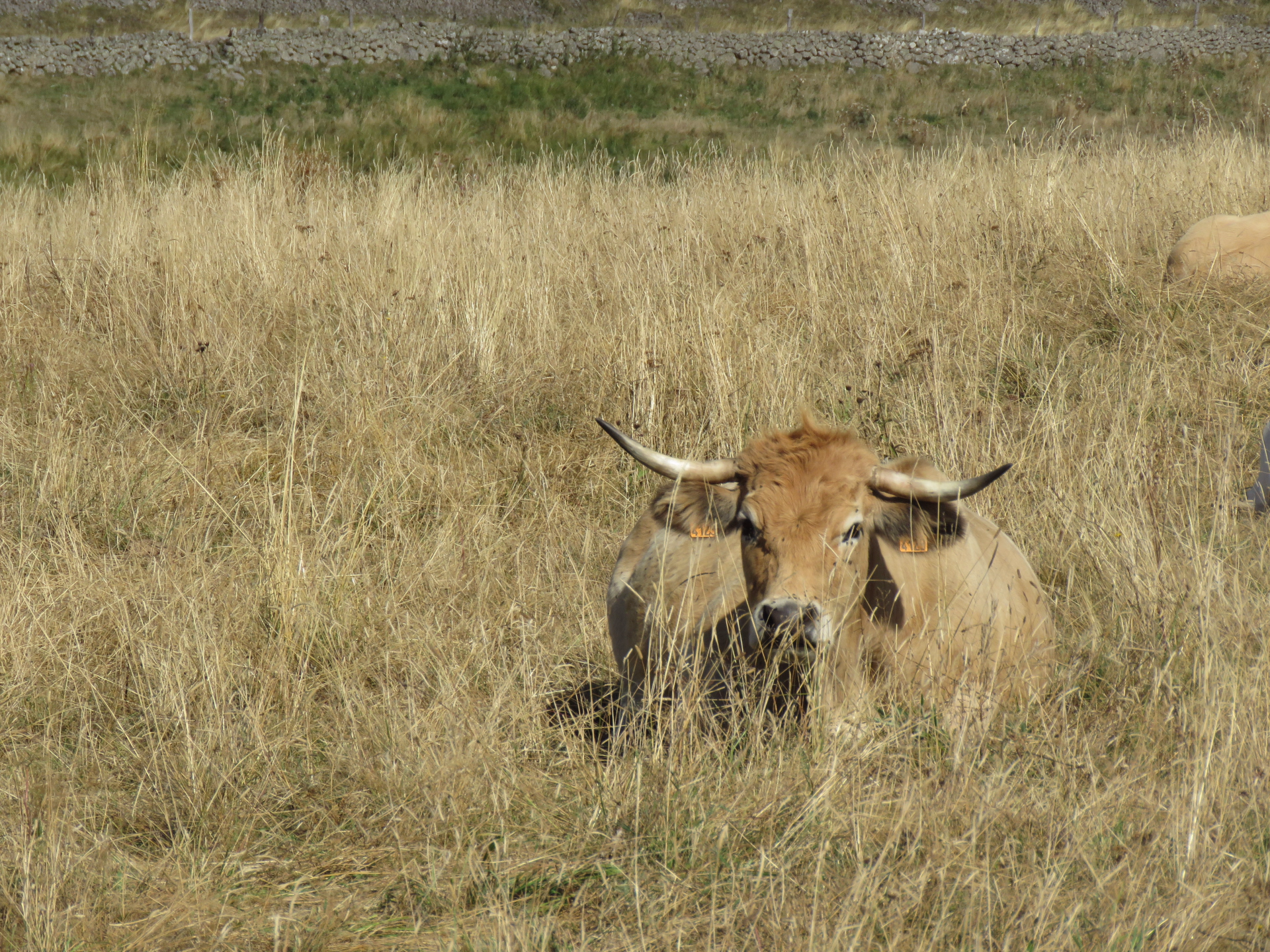 Le tour des Monts d'Aubrac en randonnée