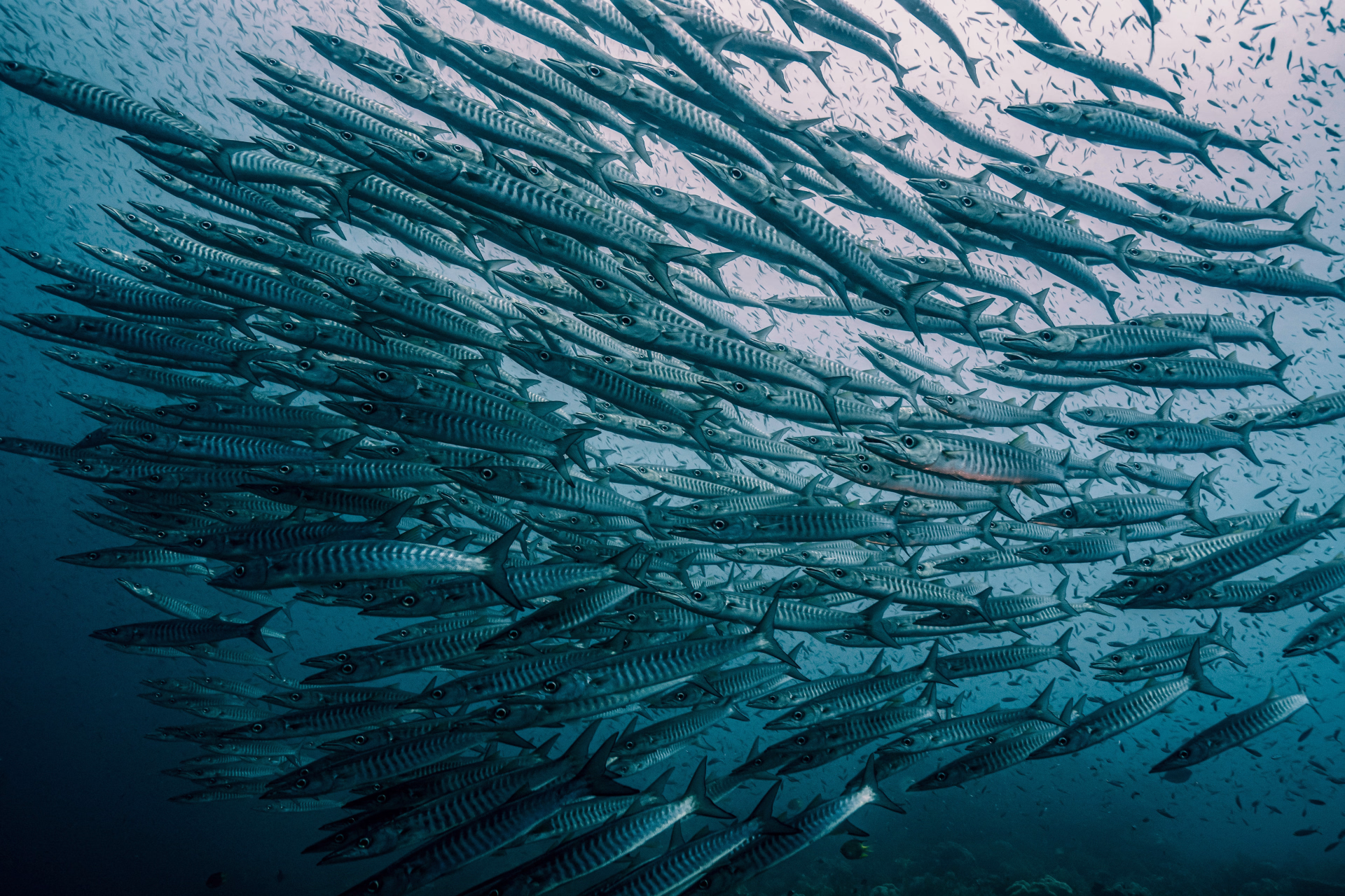 Croisière plongée aux Raja Ampat