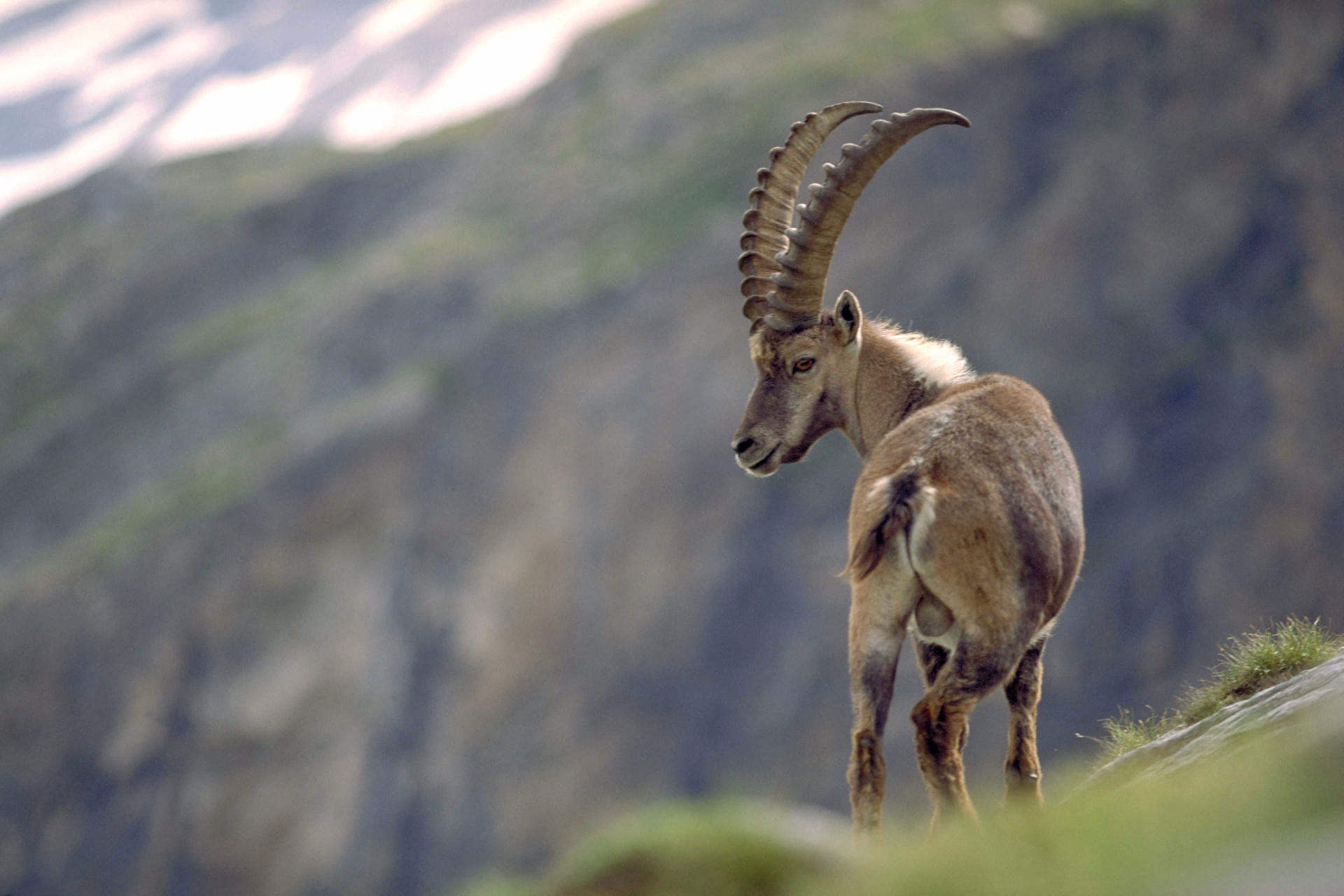 bouquetin dans les Alpes