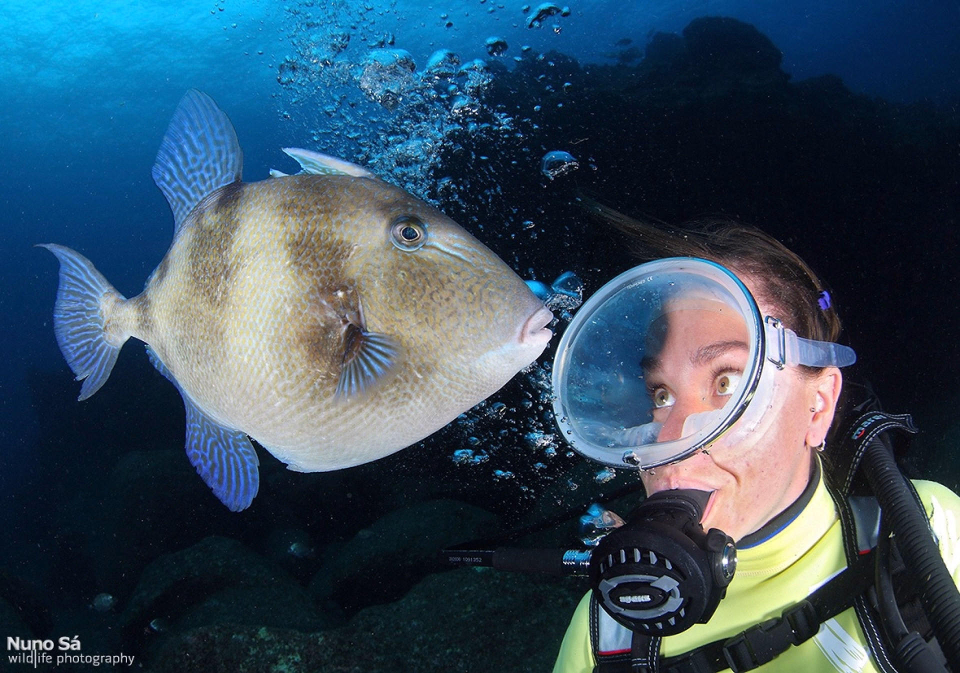 Plongée et observation des baleines aux Açores sur l’île de Faial