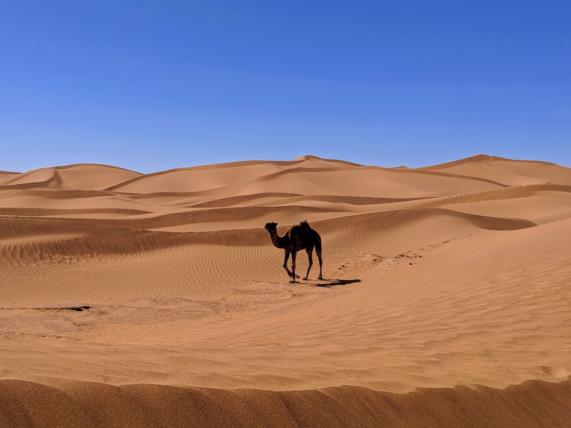 Randonnée équestre dans le désert du Sahara