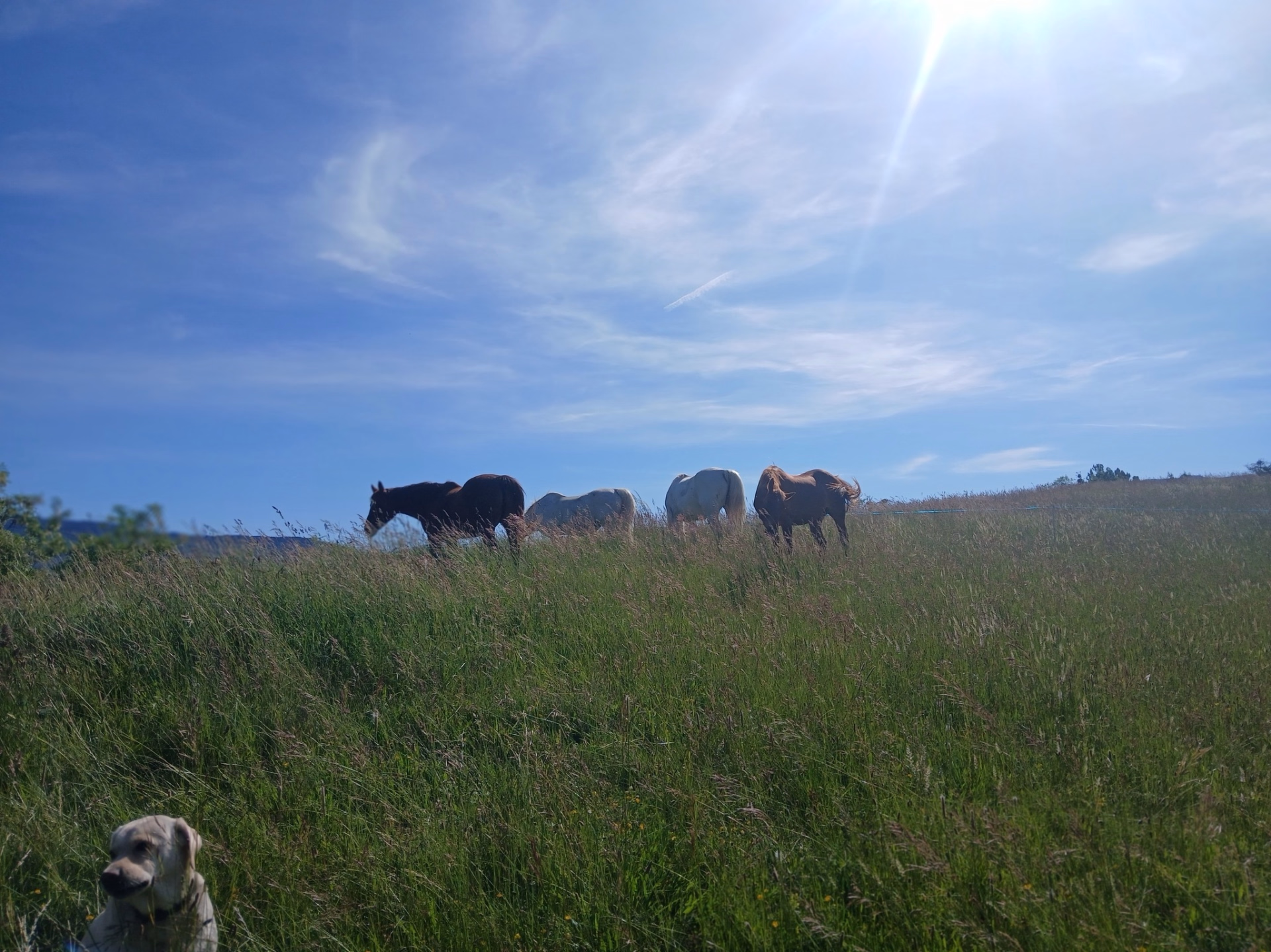 Randonnée équestre entre Buëch et sommets de la montagne d'Aujour