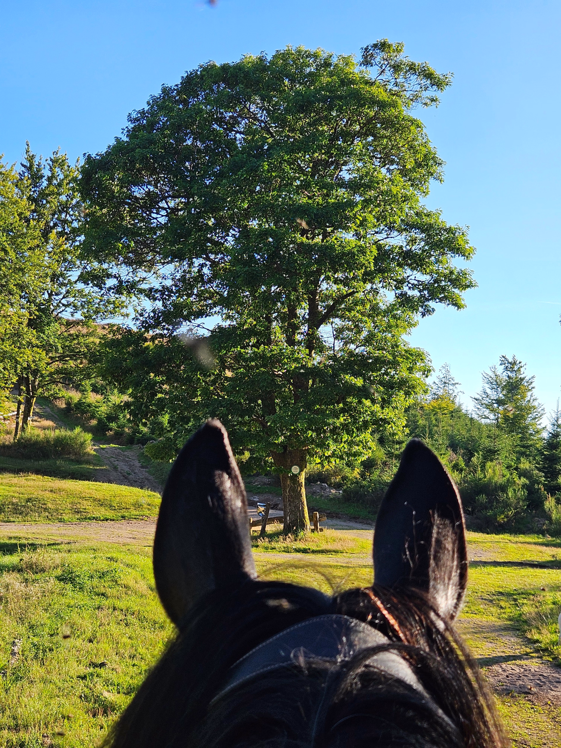5 jours à cheval au cœur des Vosges sauvages