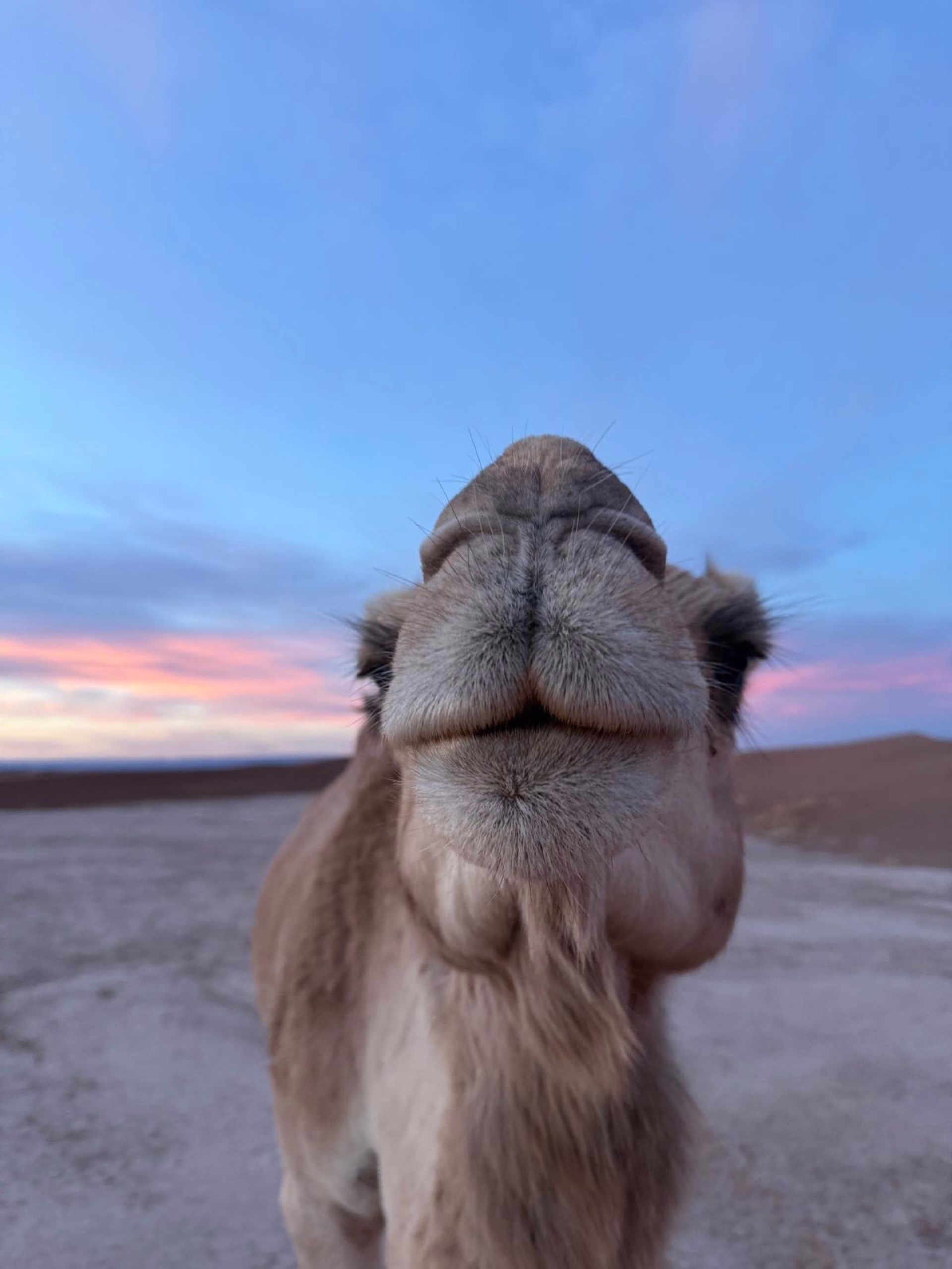 4 jours au cœur des dunes du Sahara marocain