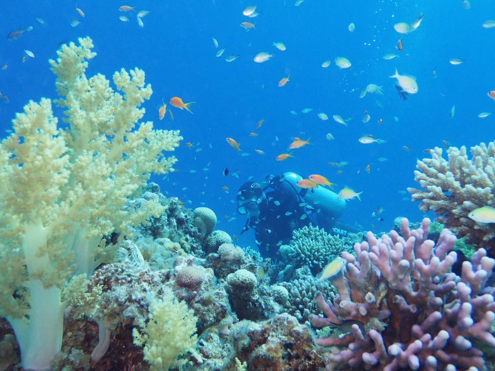 Pack Advanced : formation PADI et plongée au Blue Hole