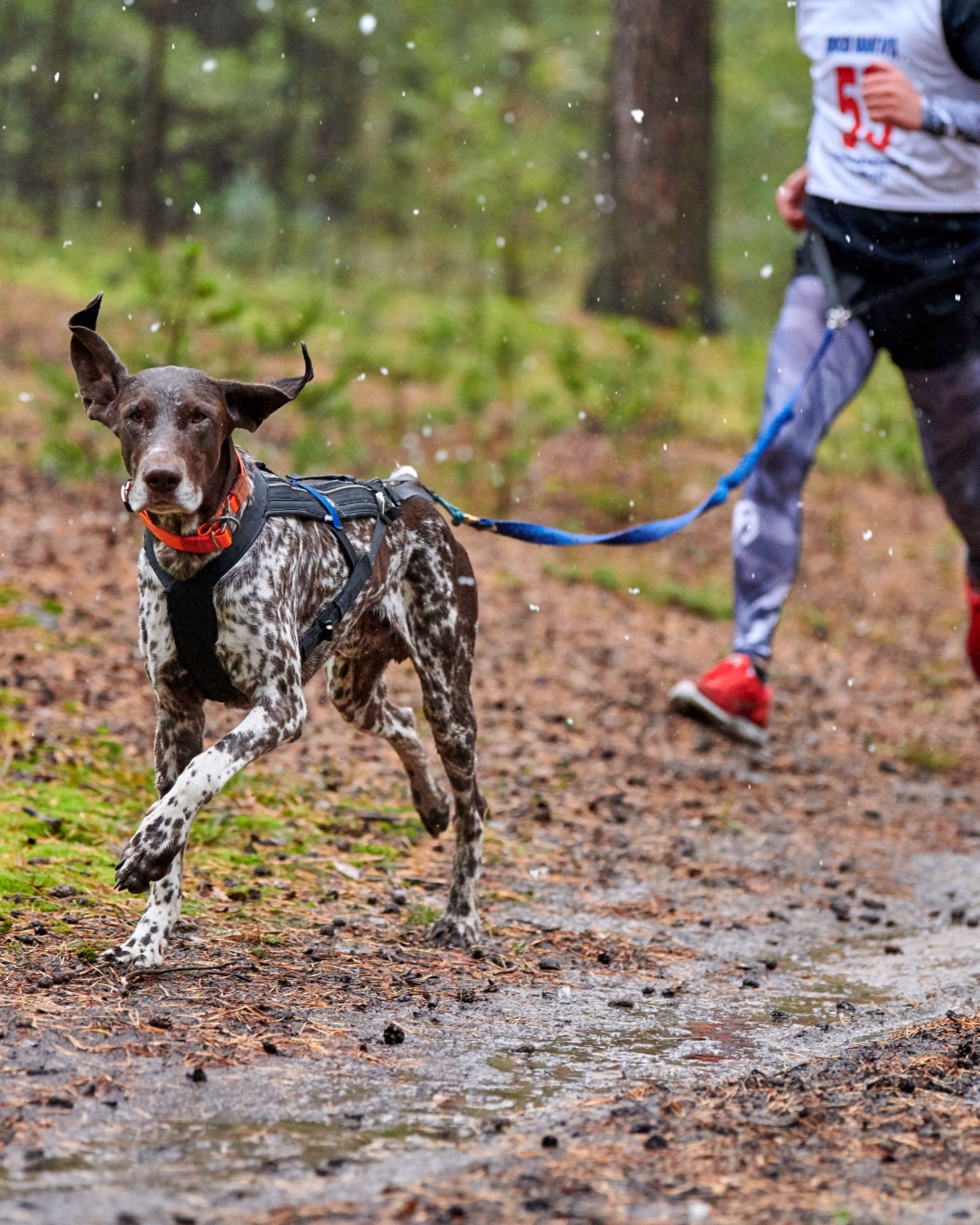 Séjour avec son chien dans le Cantal - Complicité & Nature