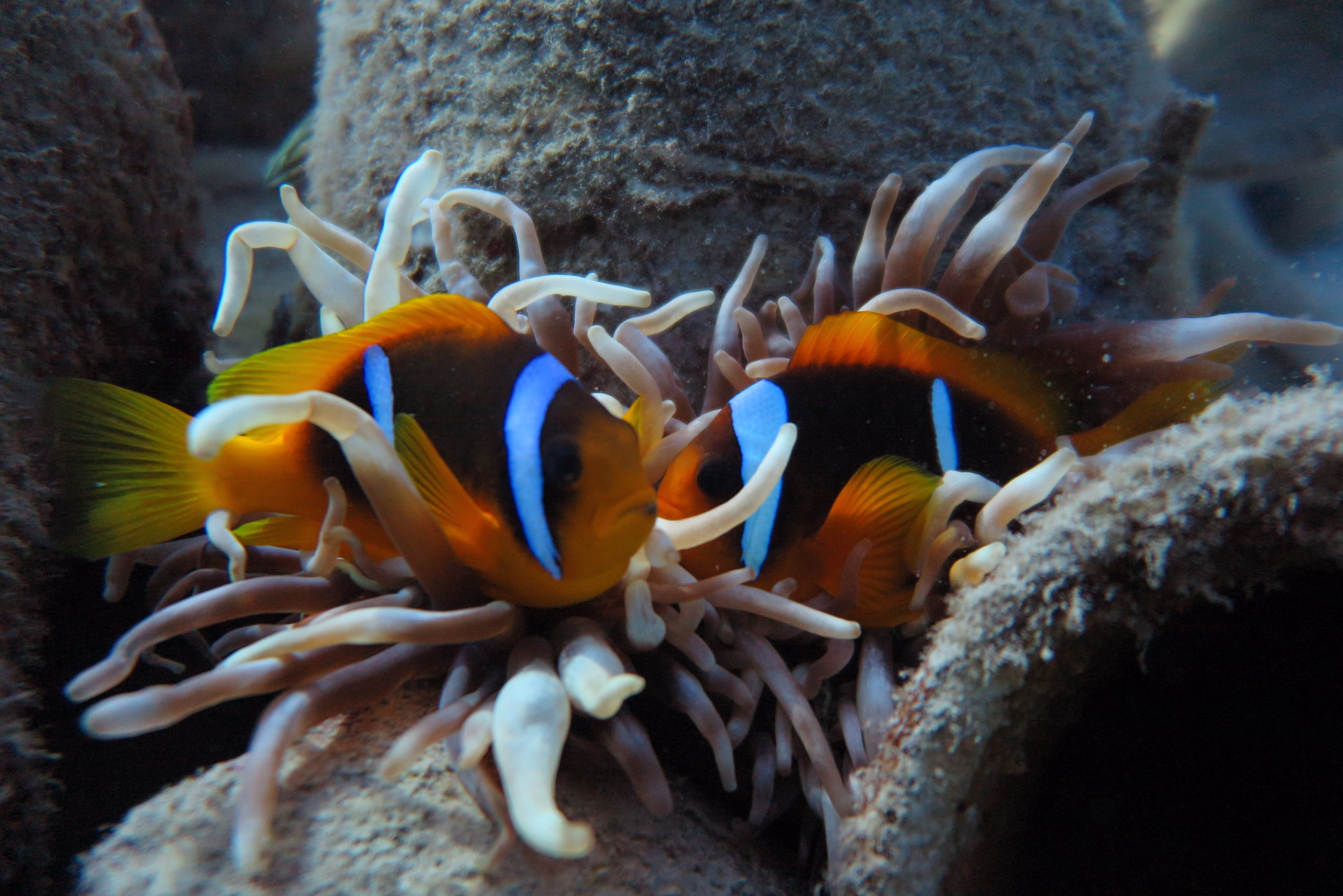 Découvrez la plongée dans les récifs de Marsa Mubarak avec un baptême