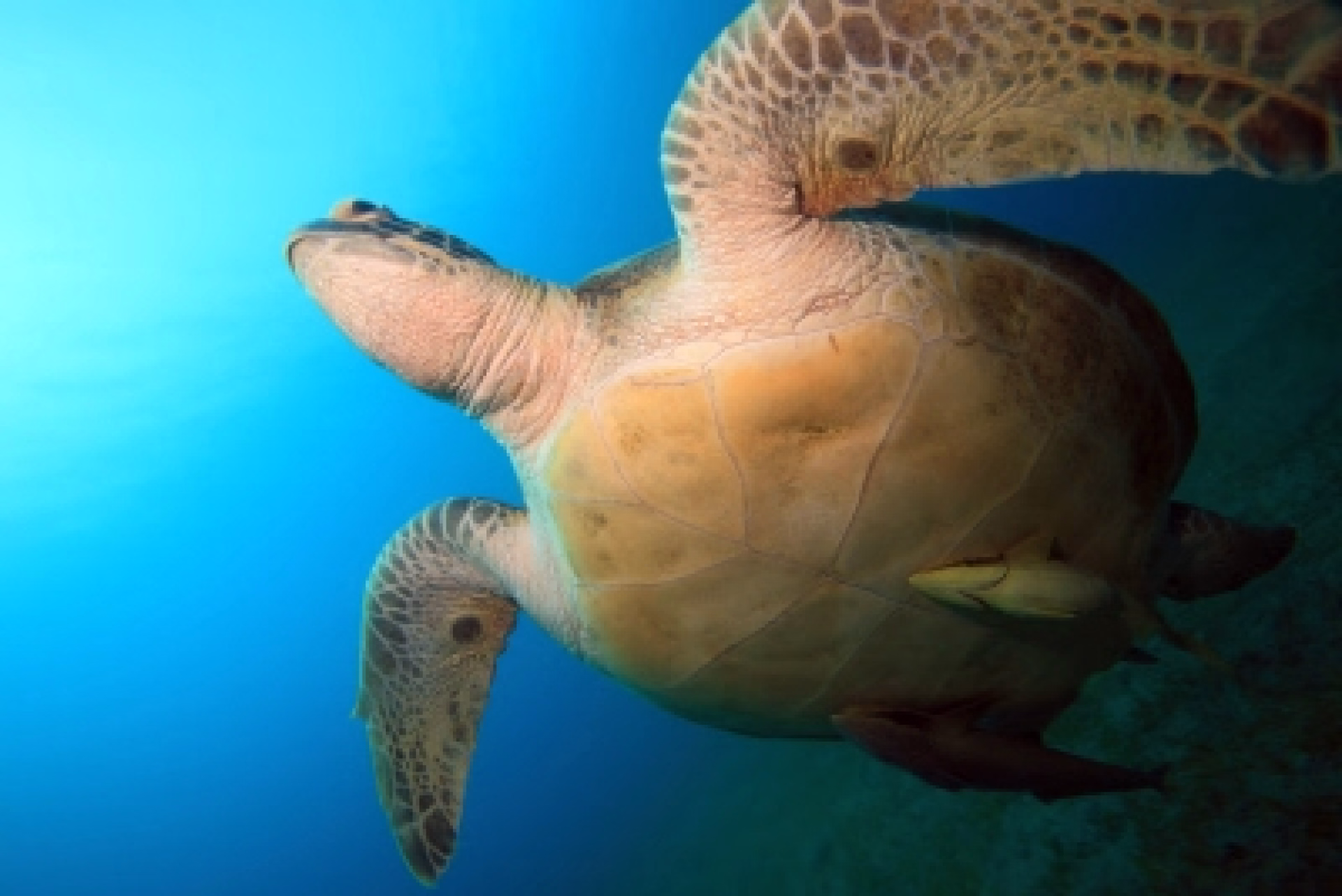 Exploration des fonds marins à Safaga en Egypte