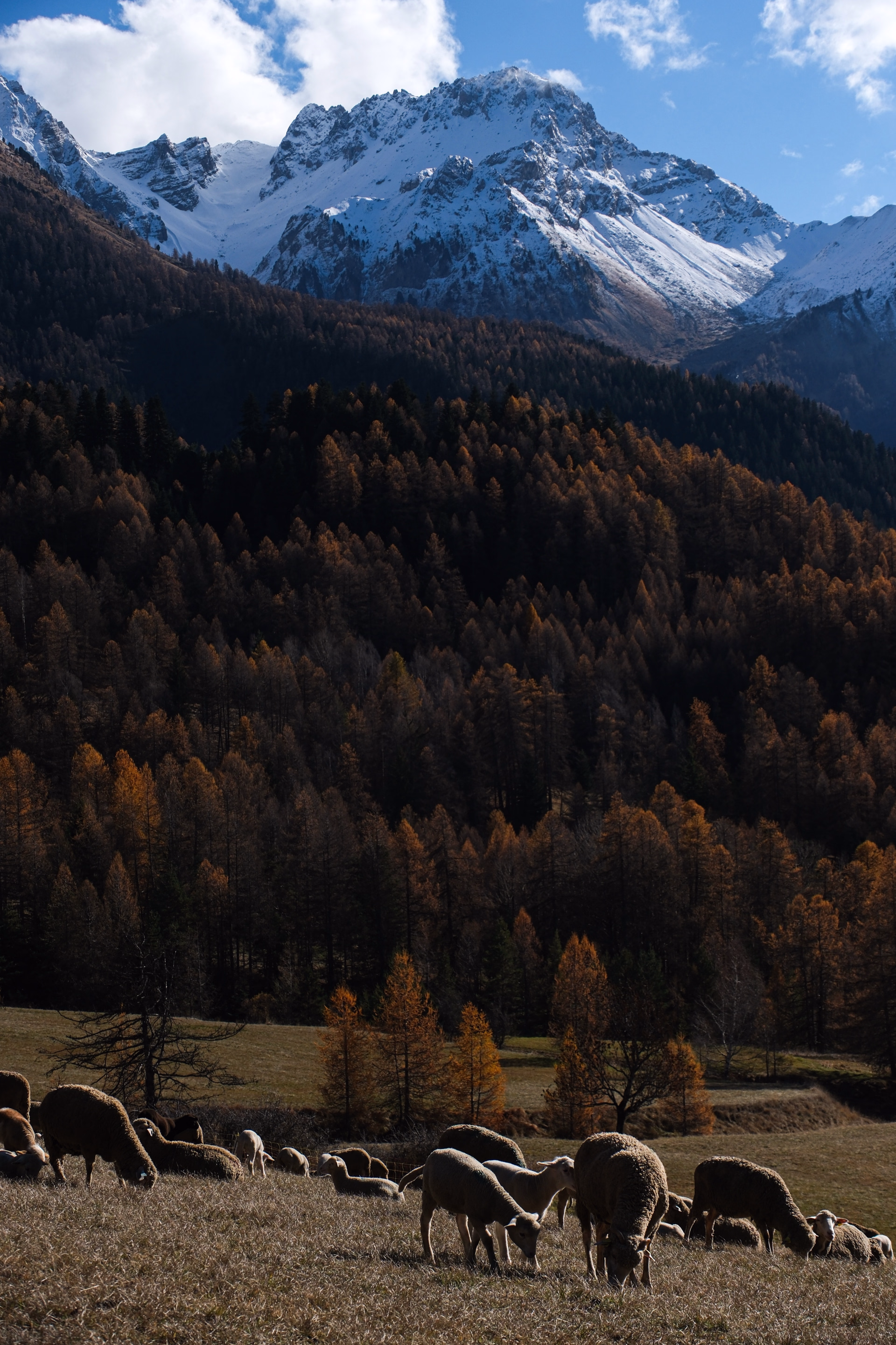 Yoga & rando en pleine nature dans les Hautes-Alpes