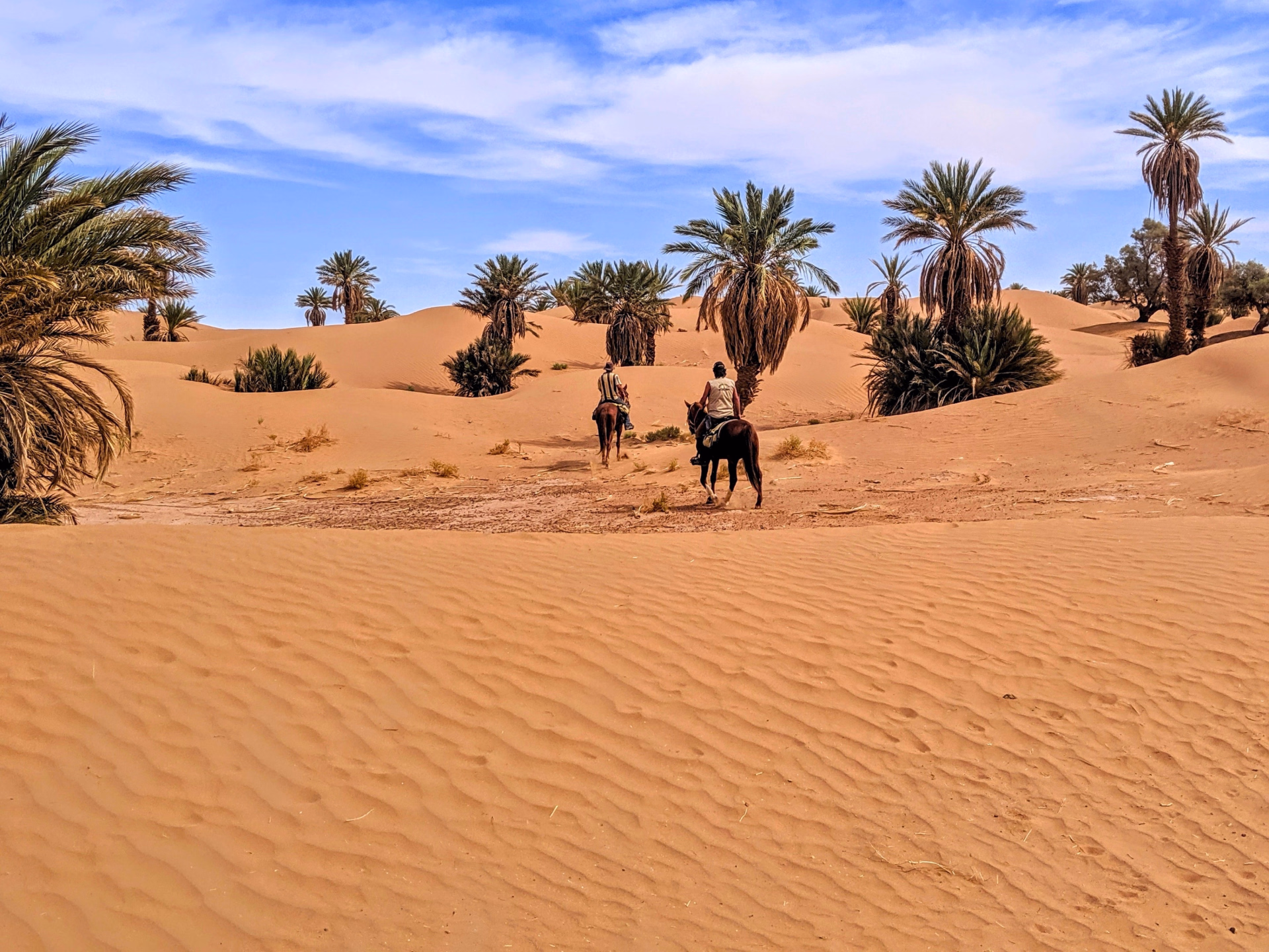 Randonnée équestre dans le désert du Sahara