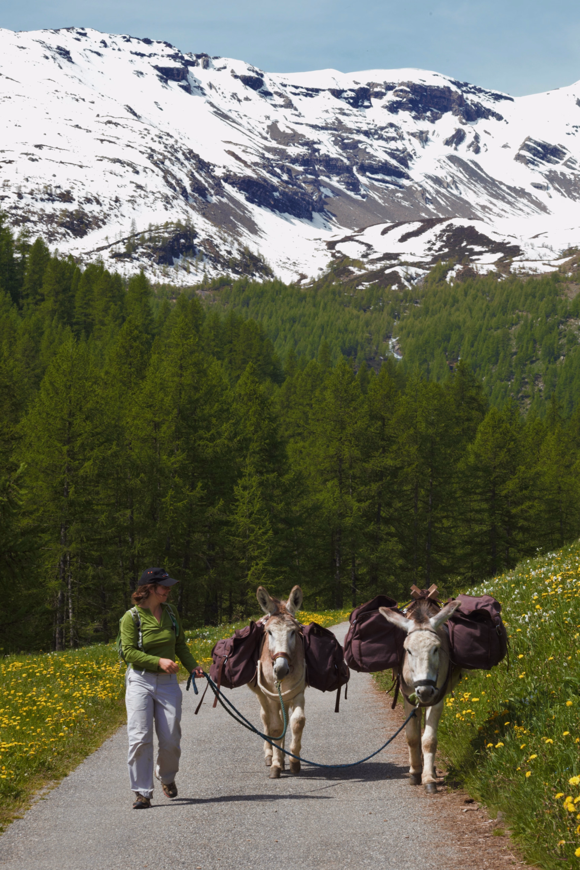 Week-end alpagas en famille dans les Écrins