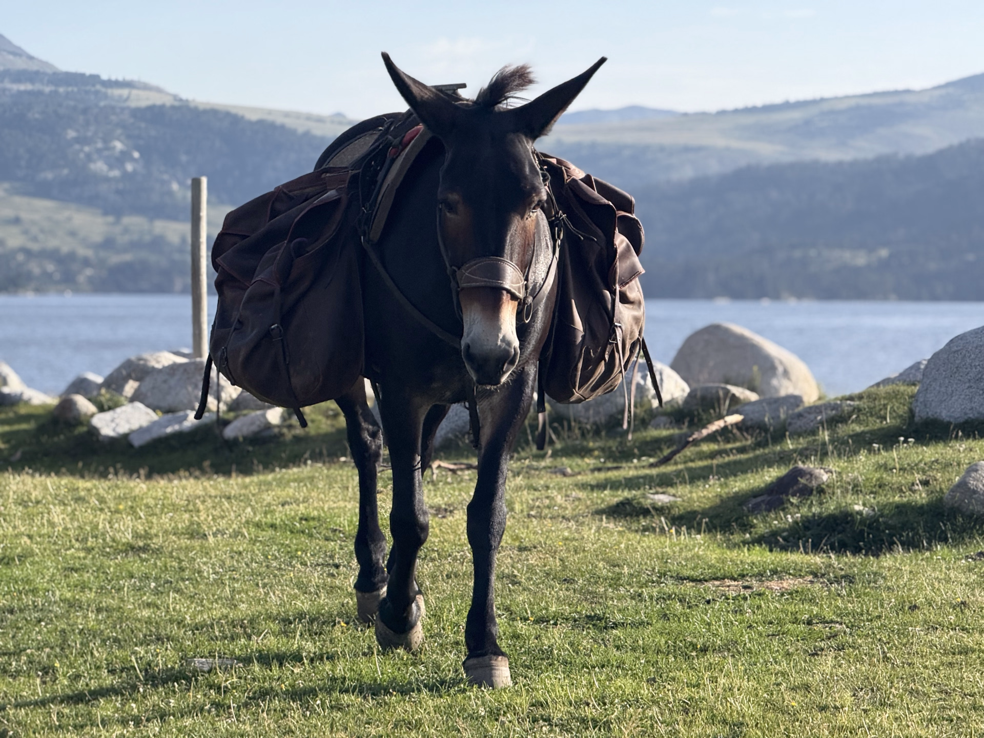 Brame du cerf en Pyrénées catalanes à cheval
