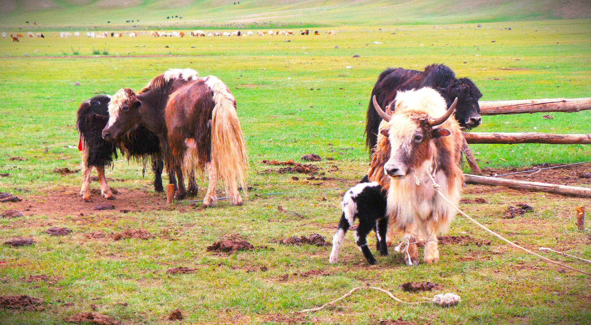 Immersion en Famille nomade