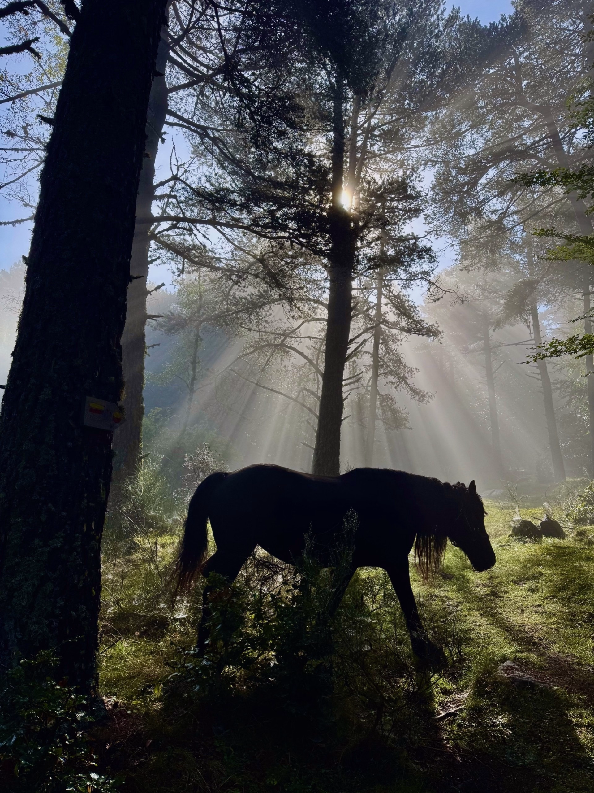 Rando équestre sur le Sentier Cathare pyrénéen