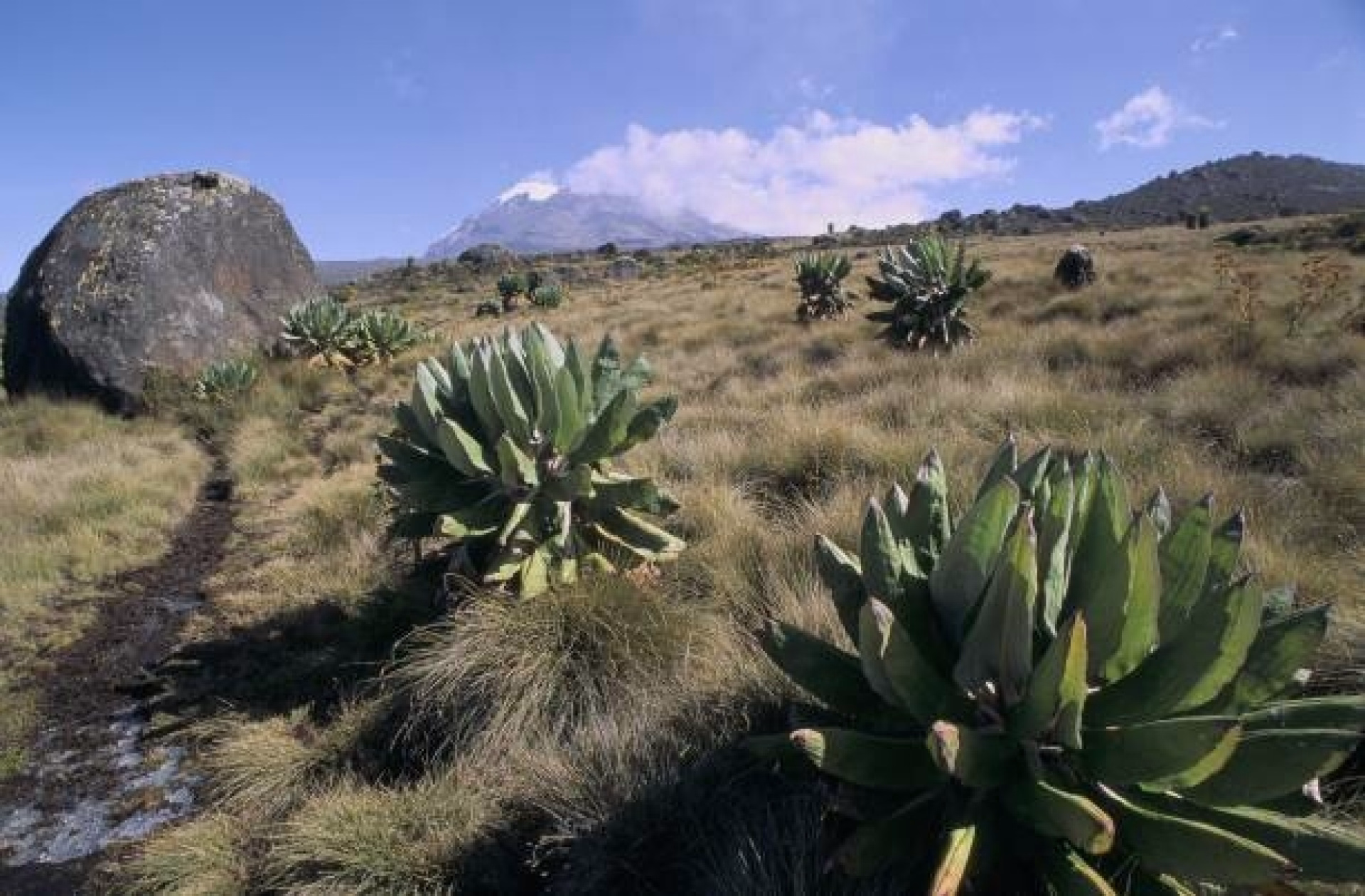 5 jours d’ascension du Mont Kilimandjaro (voie Marangu) et safari