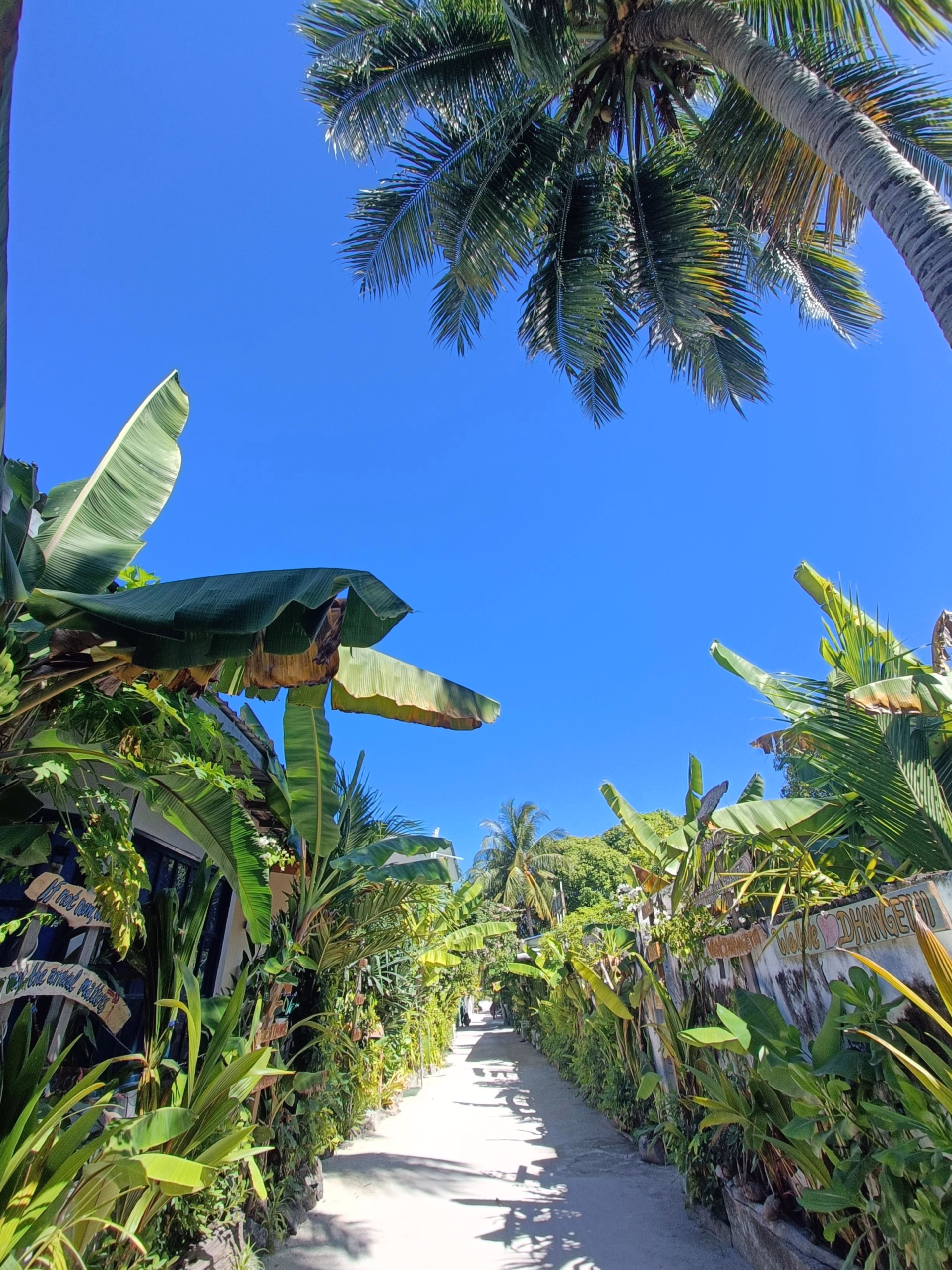 Semaine de plongée dans l'atoll d'Ari Sud sur une île locale aux Maldives