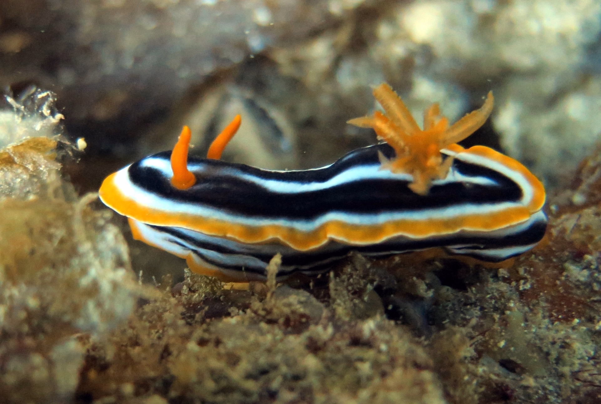 Baptême de plongée à Marsa Alam
