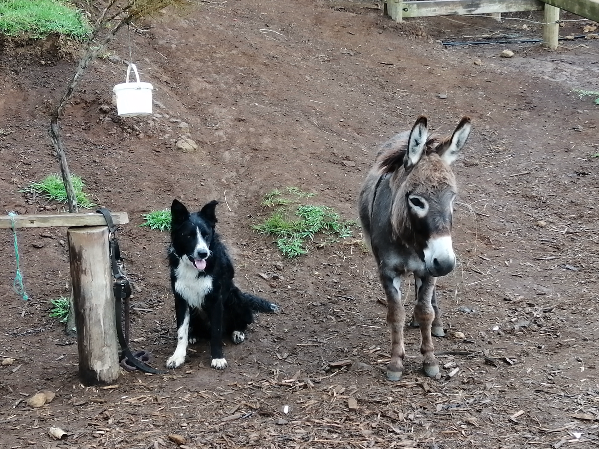 Séjour équestre engagé et immersif à La Réunion