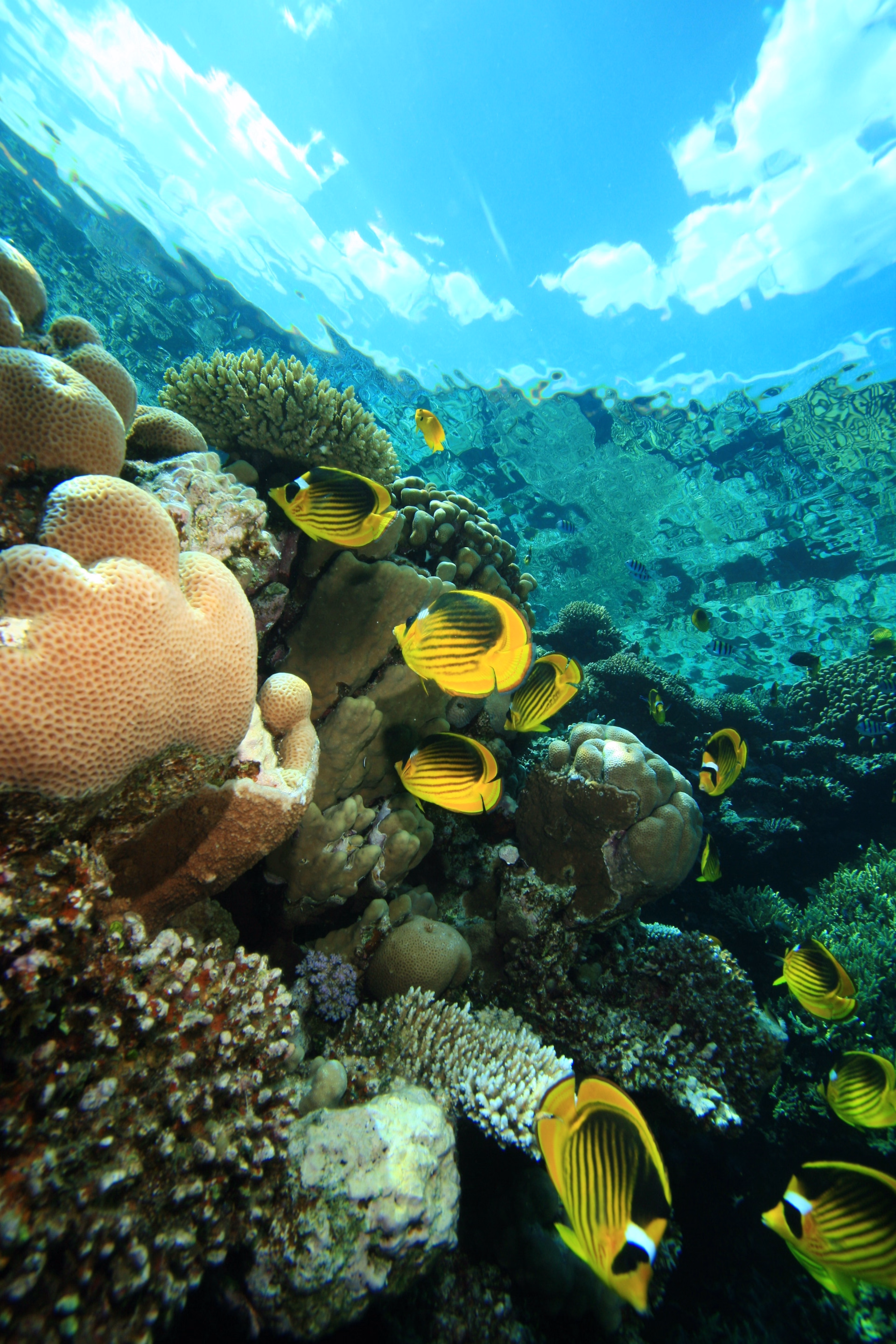 Stage de plongée PADI Advanced AOW à Dahab