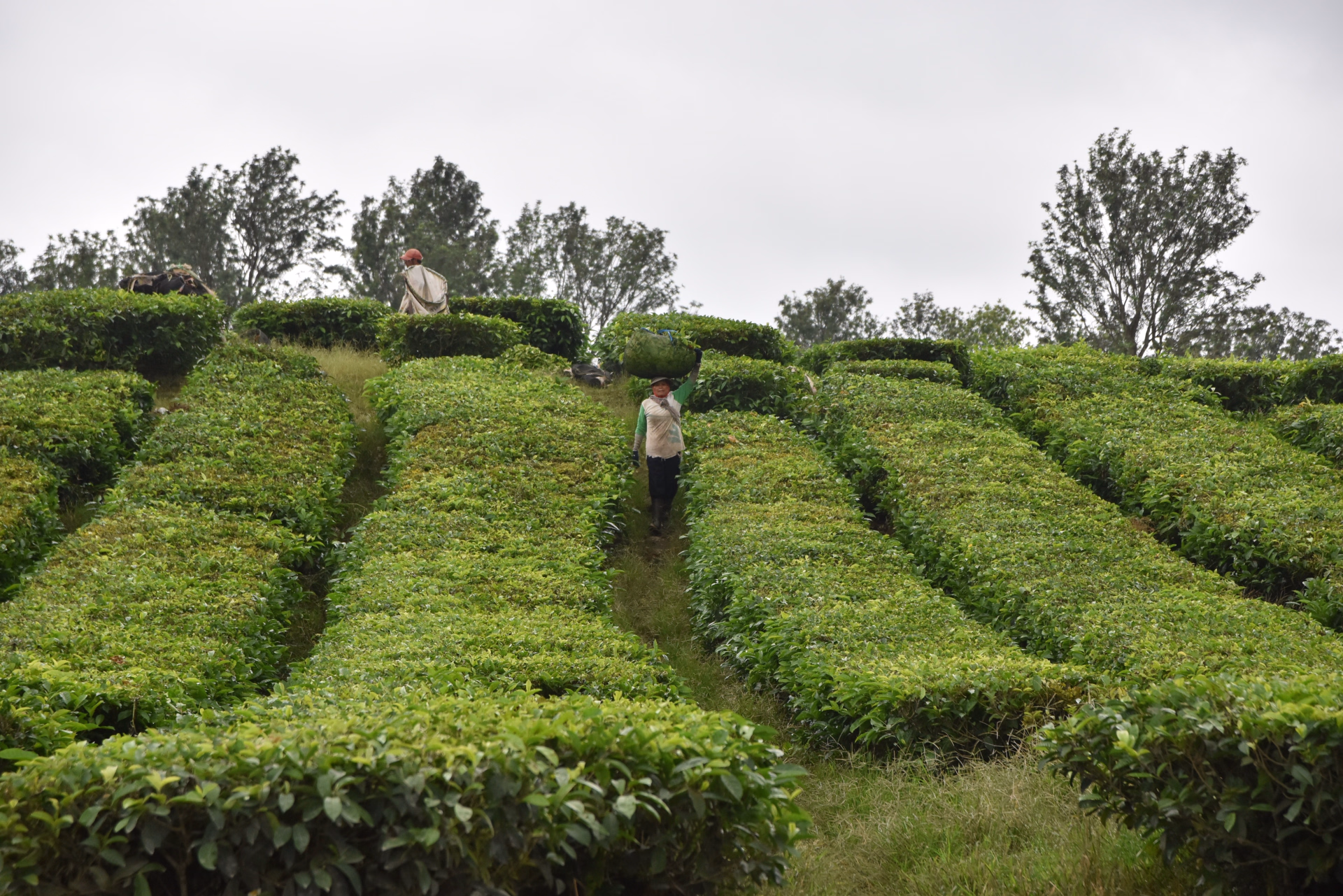 Sumatra Nord en vélo électrique : Lac Toba et jungle de Sumatra