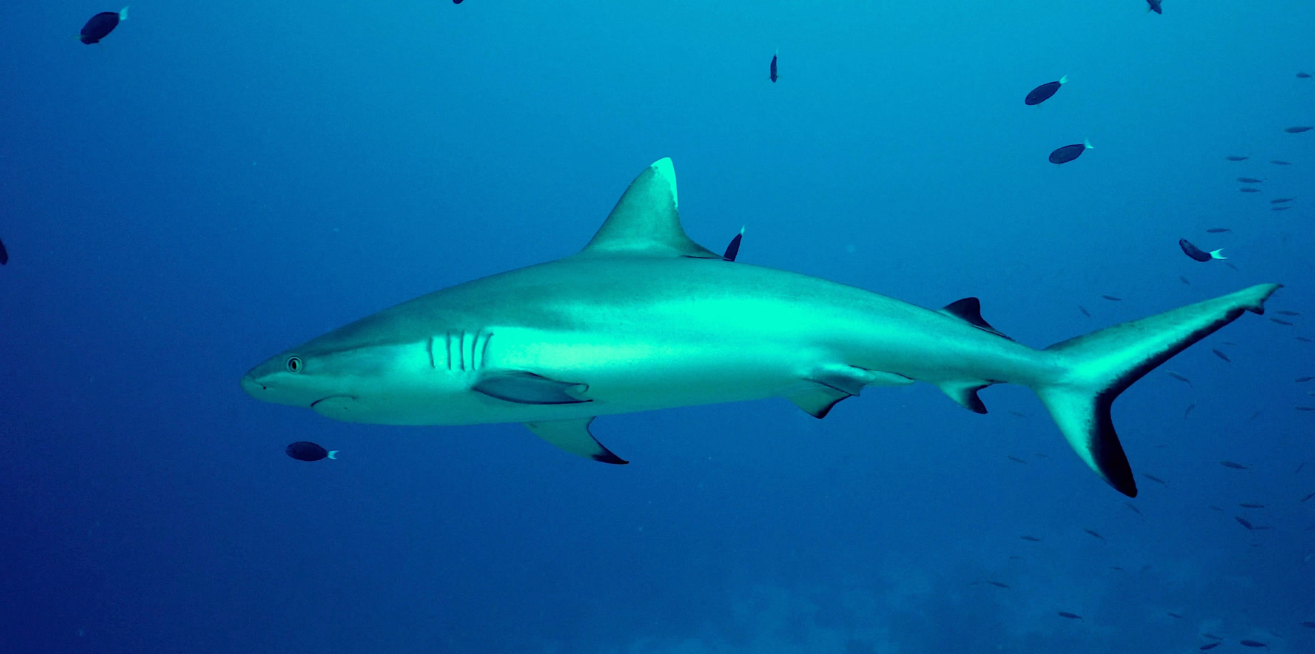 Passez votre PADI Open Water à Himmafushi aux Maldives