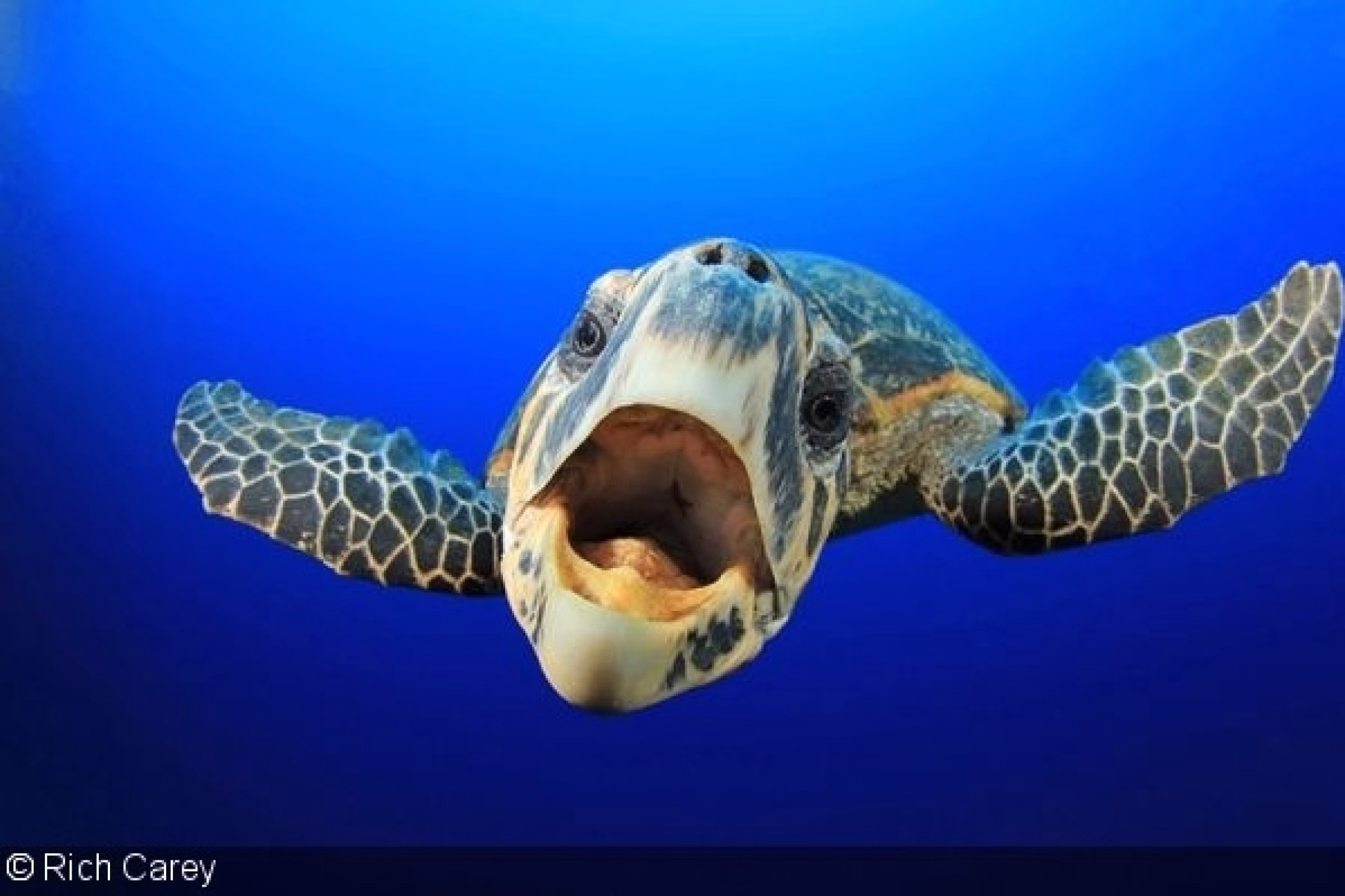 Expédition Sinaï : pack 10 plongées et safari désertique