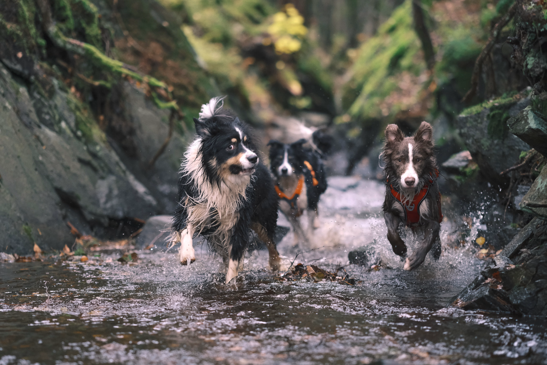Chiens pendant une randonnée © Chiens pendant une randonnée