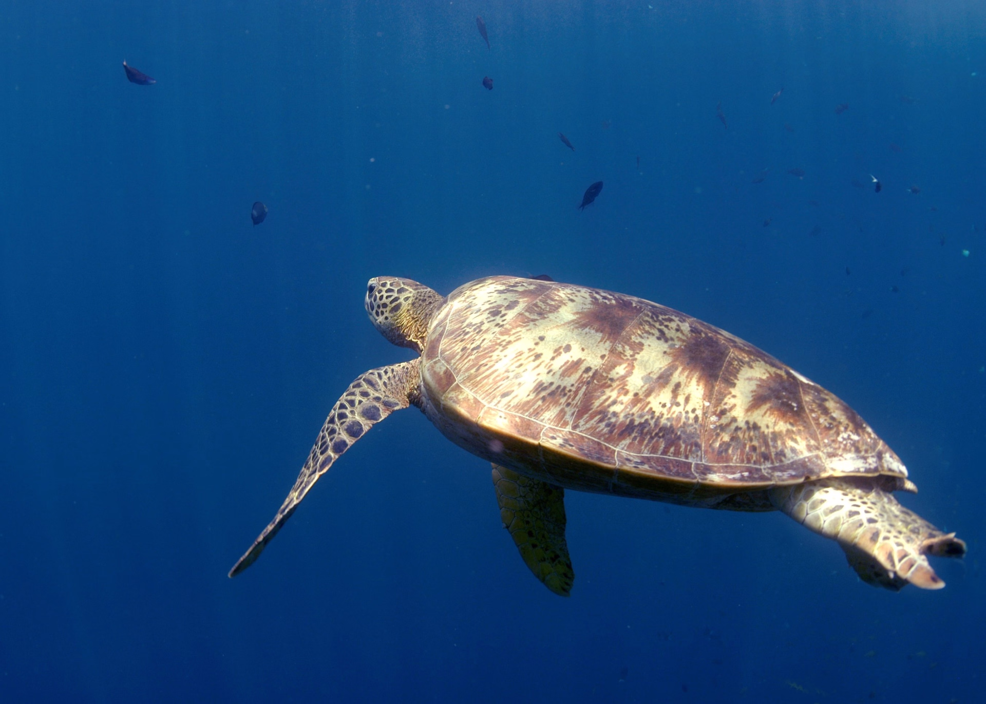 Séjour apnée et vie marine à Marsa Alam