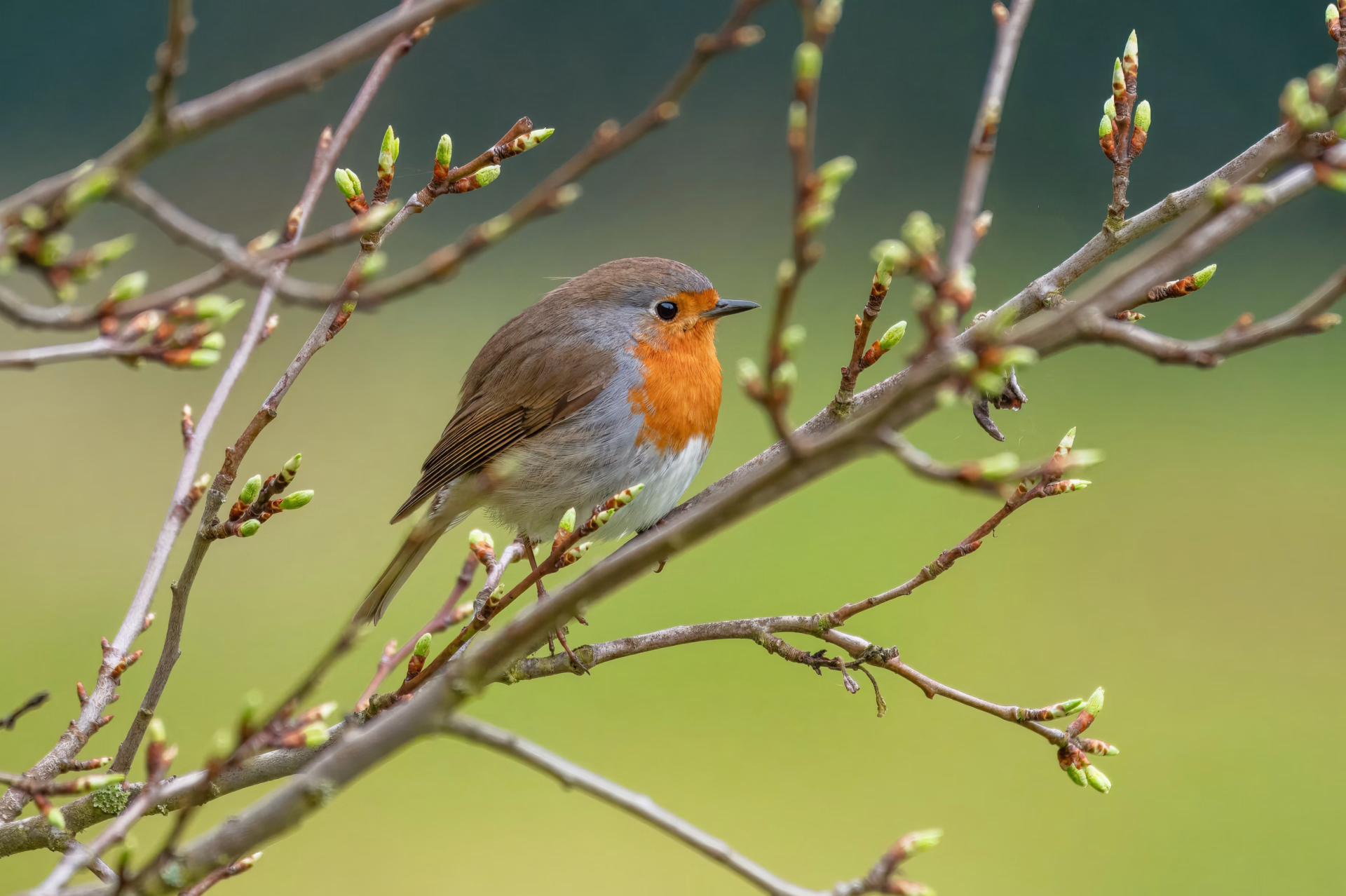 Reconnaitre les oiseaux du Périgord