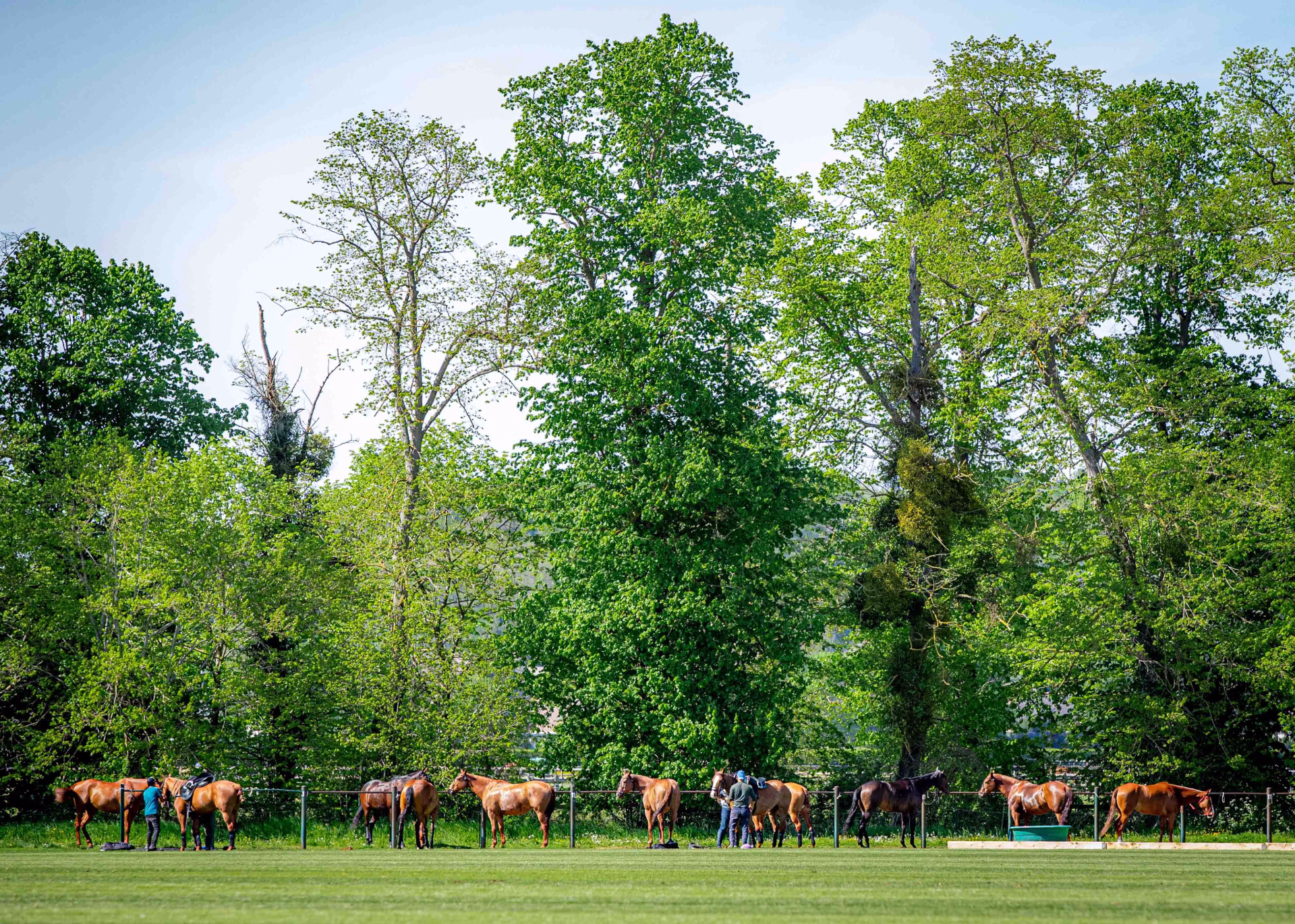 Stage d'initiation au polo à Chantilly