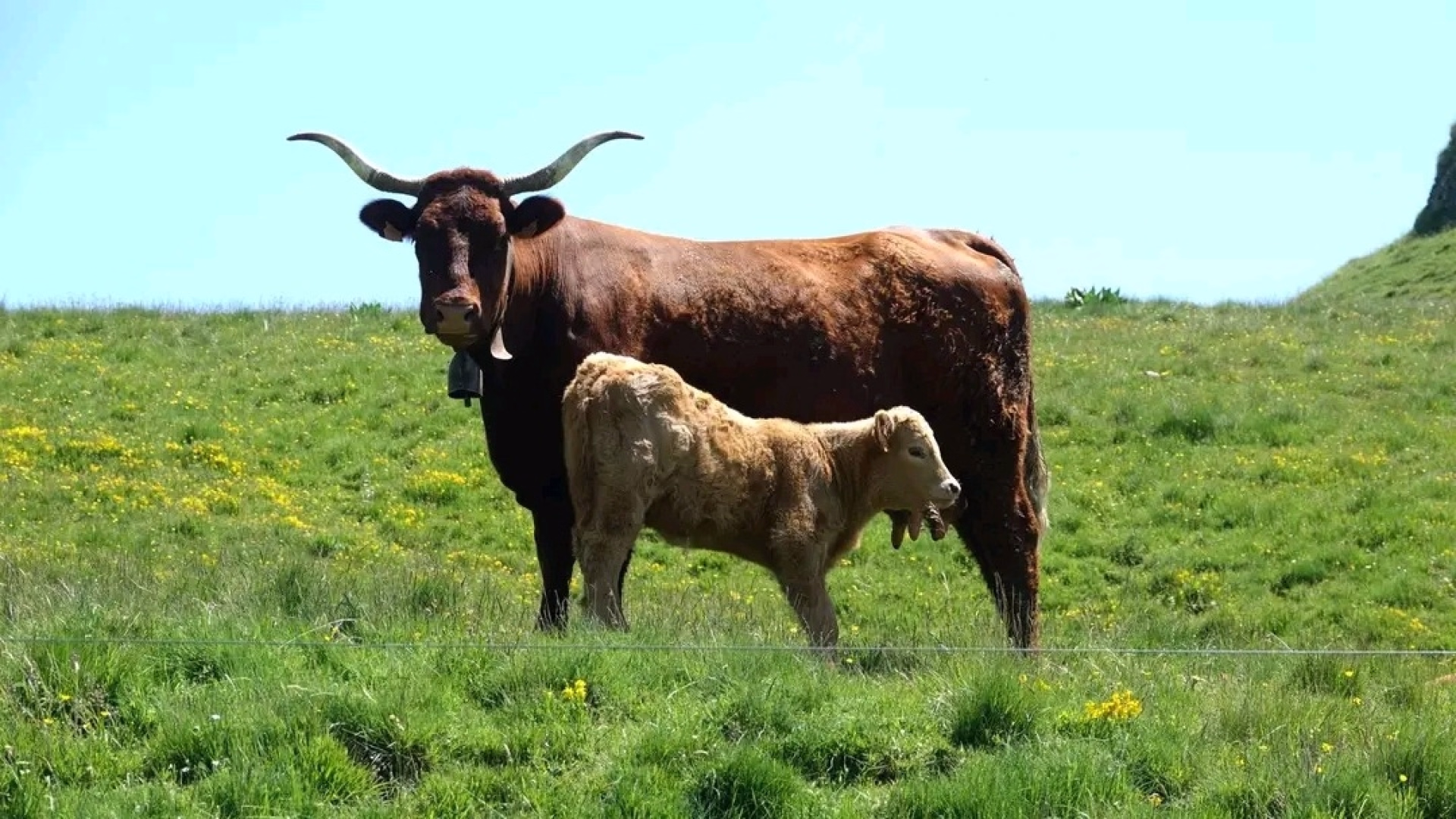 Escapades estivales au cœur du Cantal