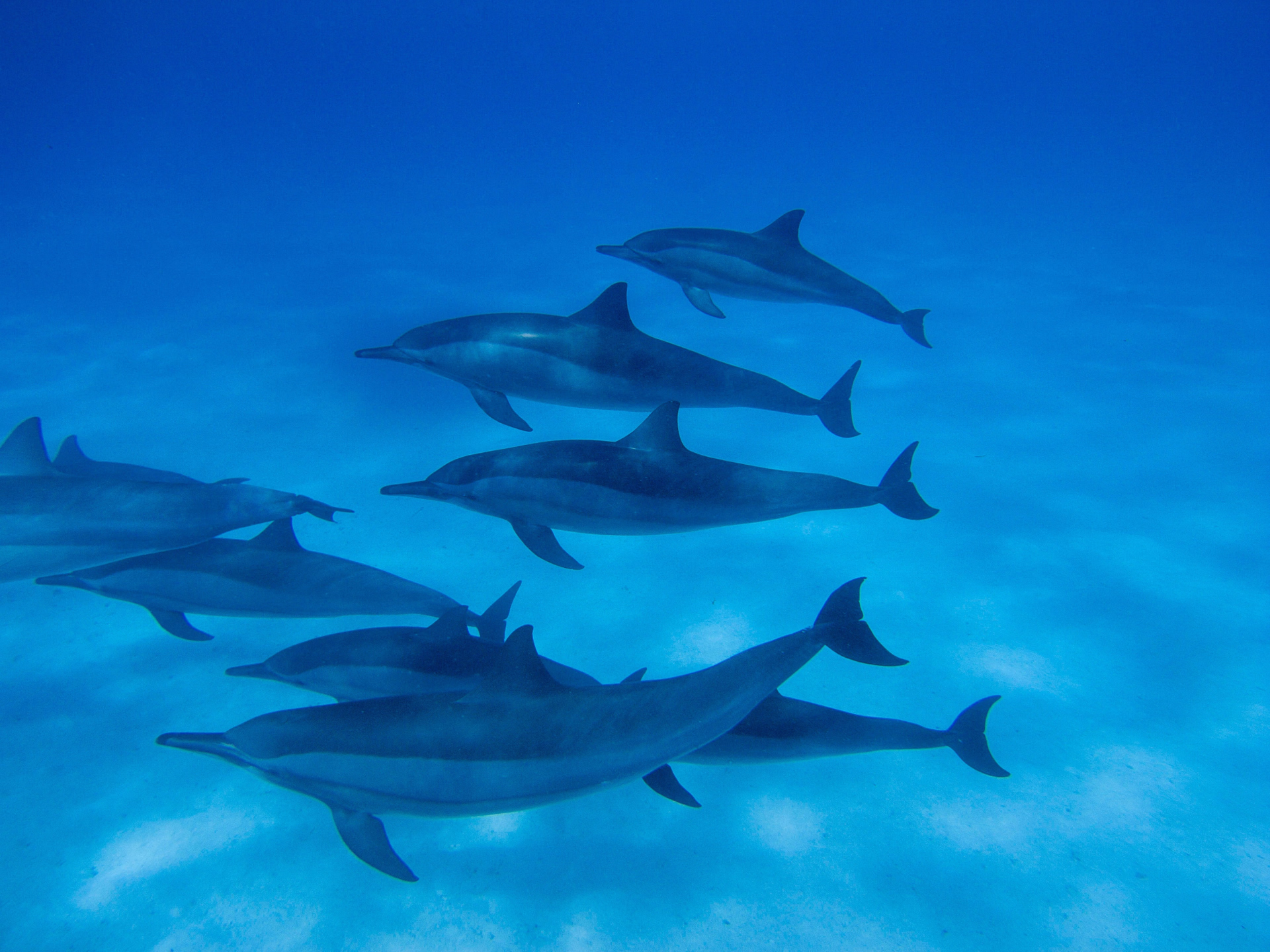 Séjour plongée en mer Rouge : explorez épaves et coraux