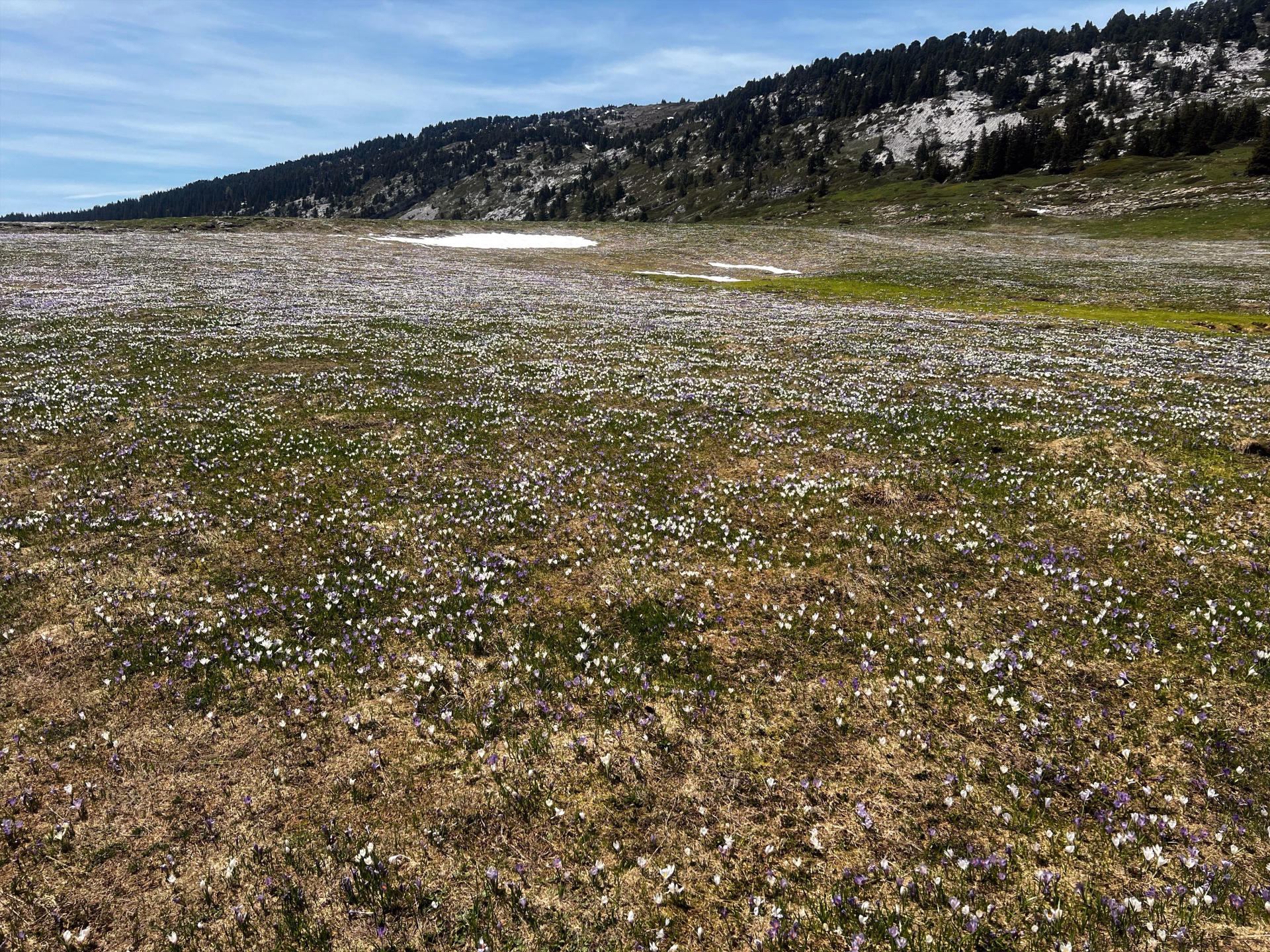 Randonnée et flore alpine en Chartreuse