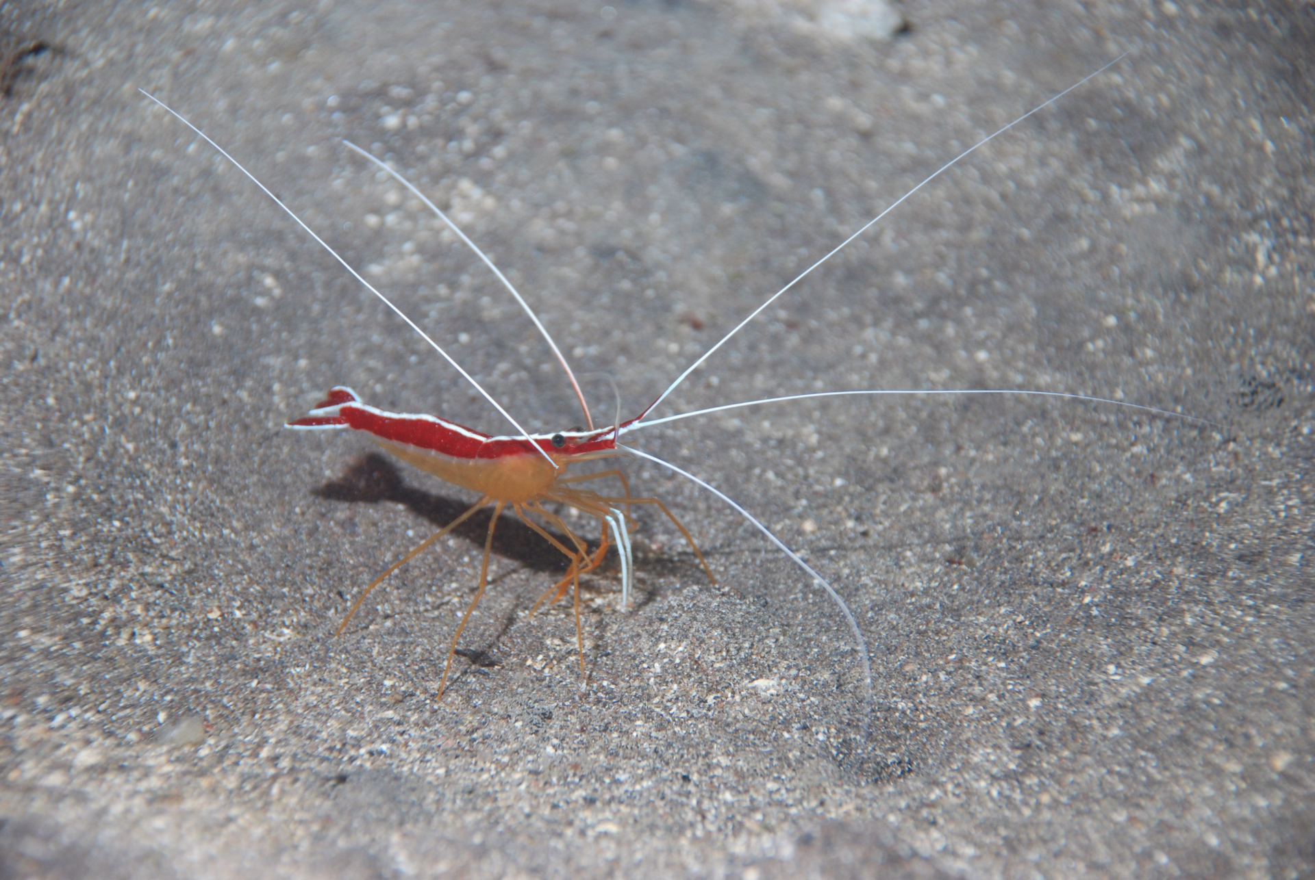 À la découverte de la faune marine de l'Atlantique à Tenerife
