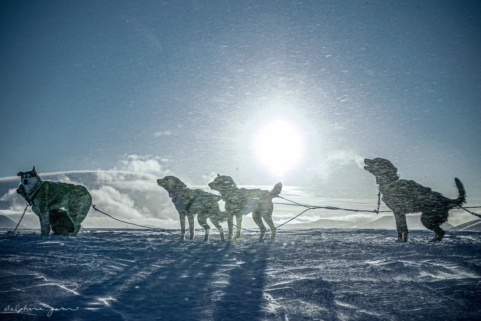 Expédition chien de traîneau dans le Parc National de Dividalen