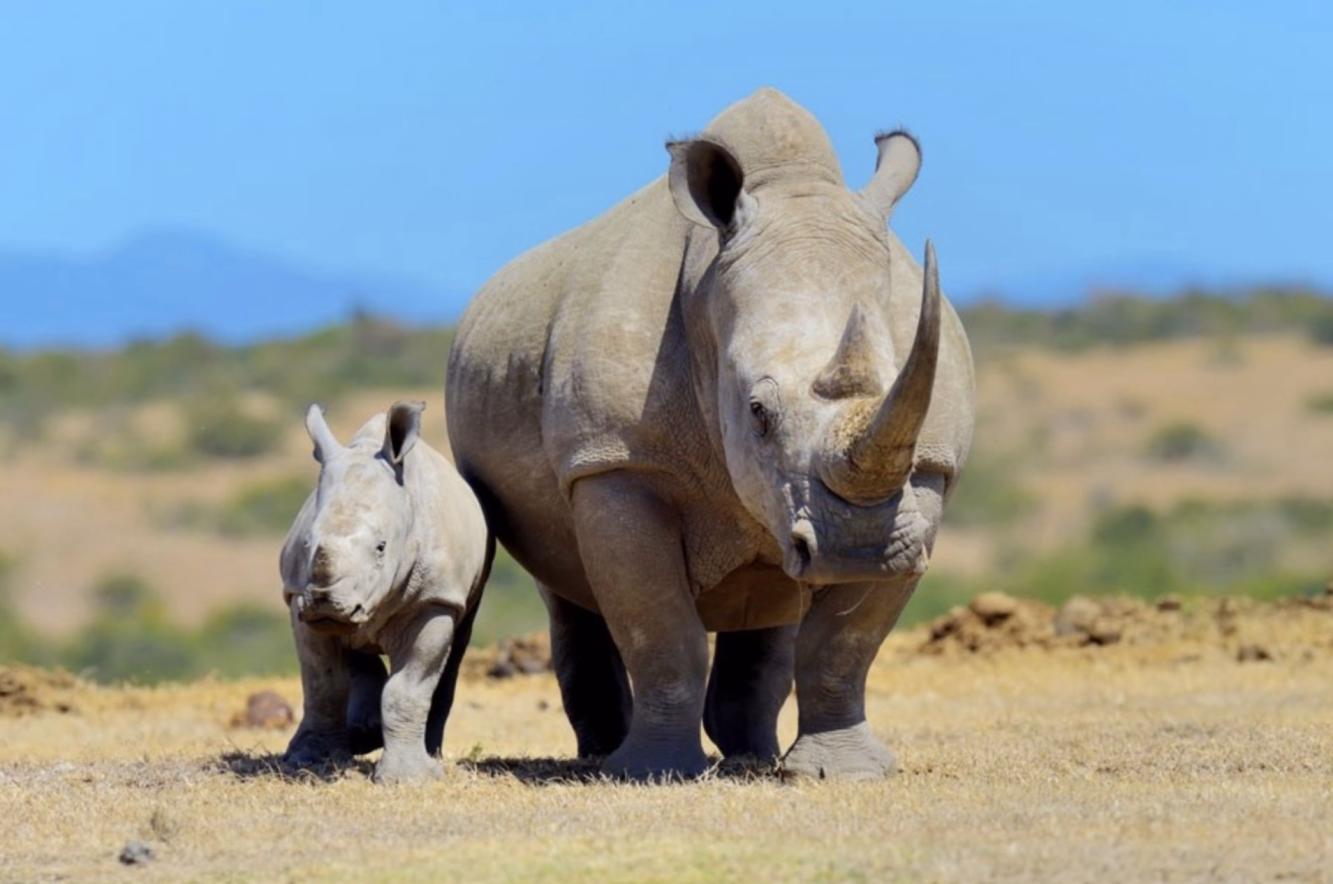 Safari de 5 jours en lodge au Kenya