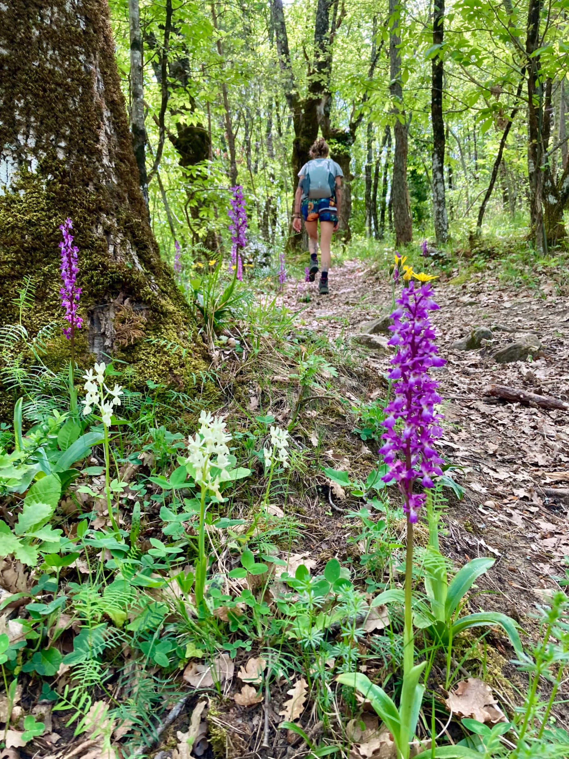 Retraite Voix & Nature : chant, yoga et randonnée en Drôme provençale
