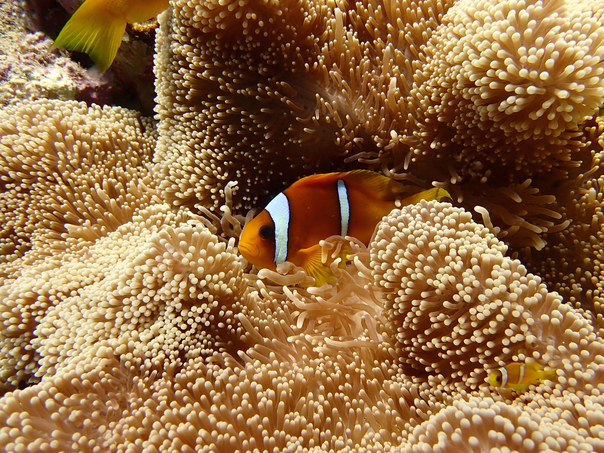 Voyageur solo : croisière plongée à St John's en Egypte