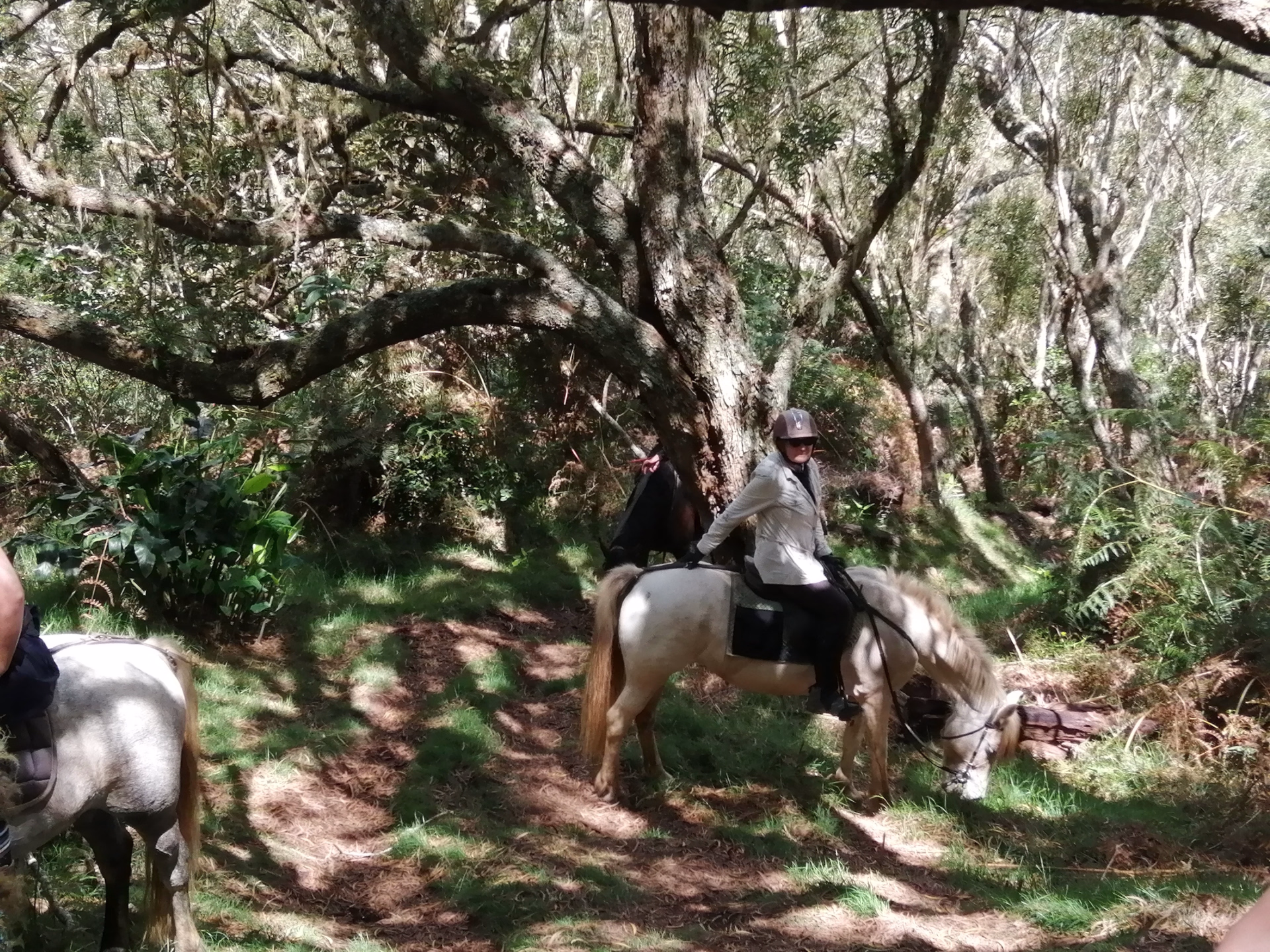 Séjour équestre engagé et immersif à La Réunion