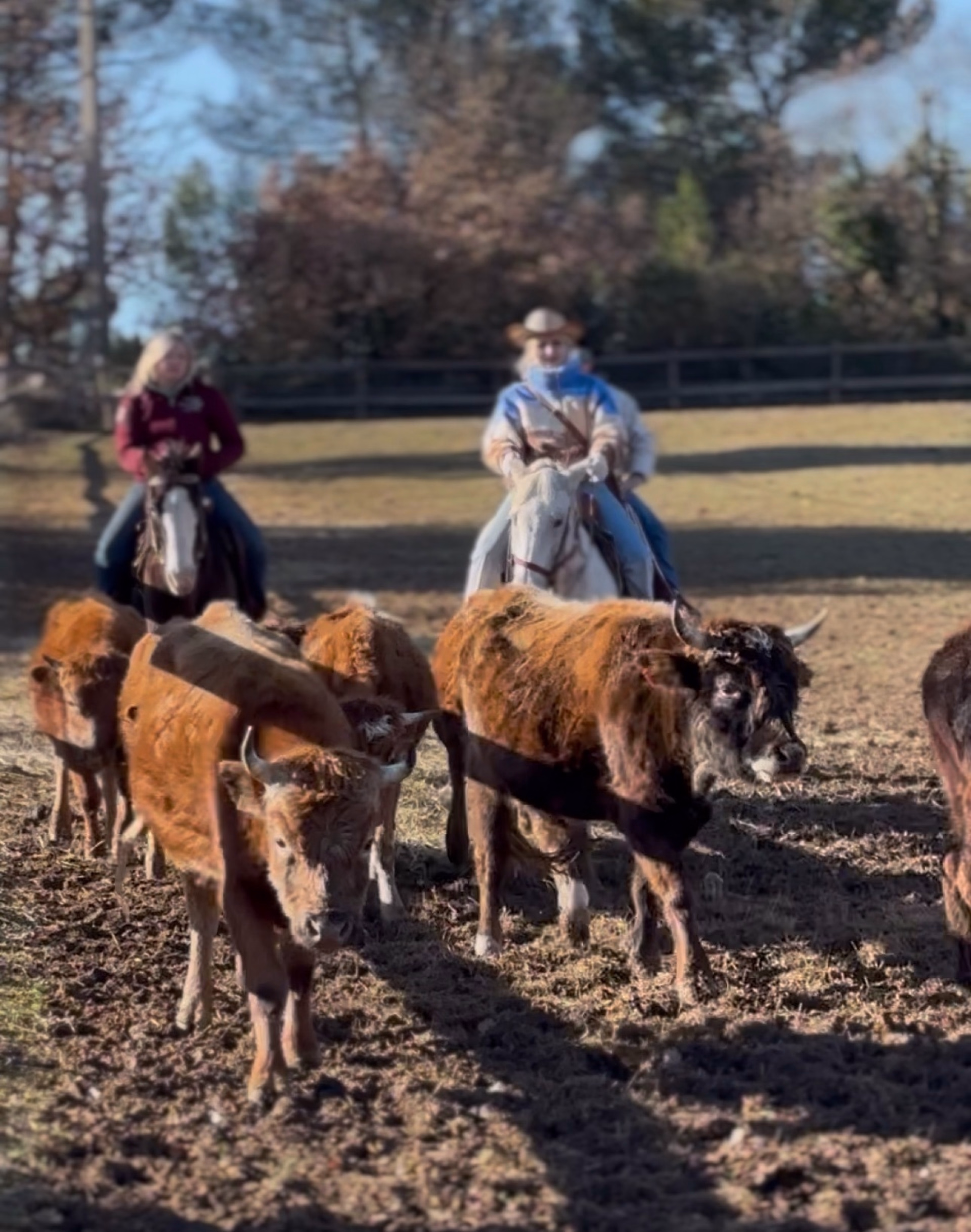 Immersion totale en ranch western en Provence verte