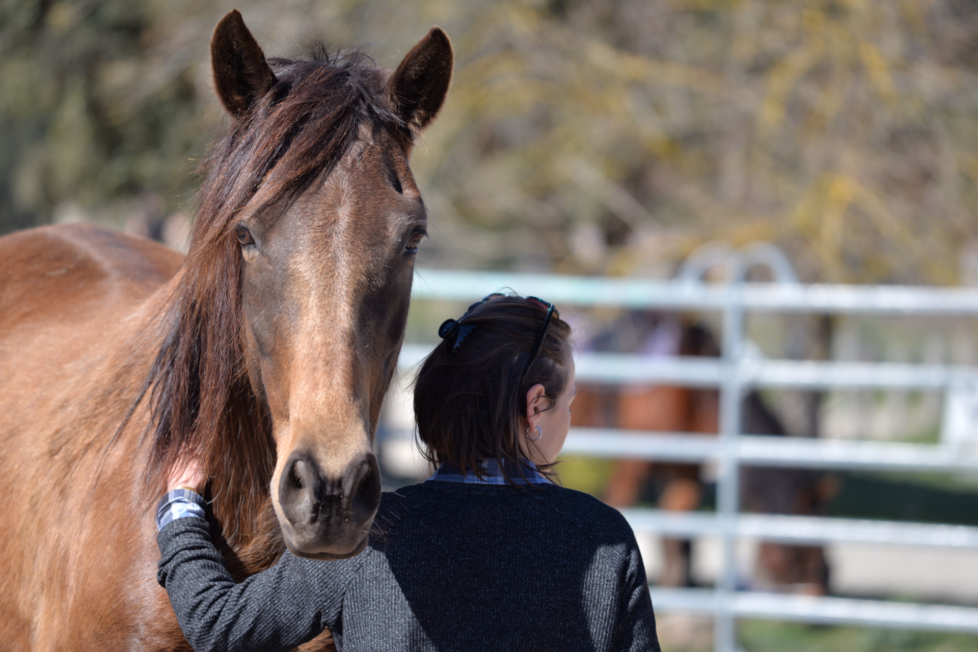 Séjour éthologie à cheval en Corse