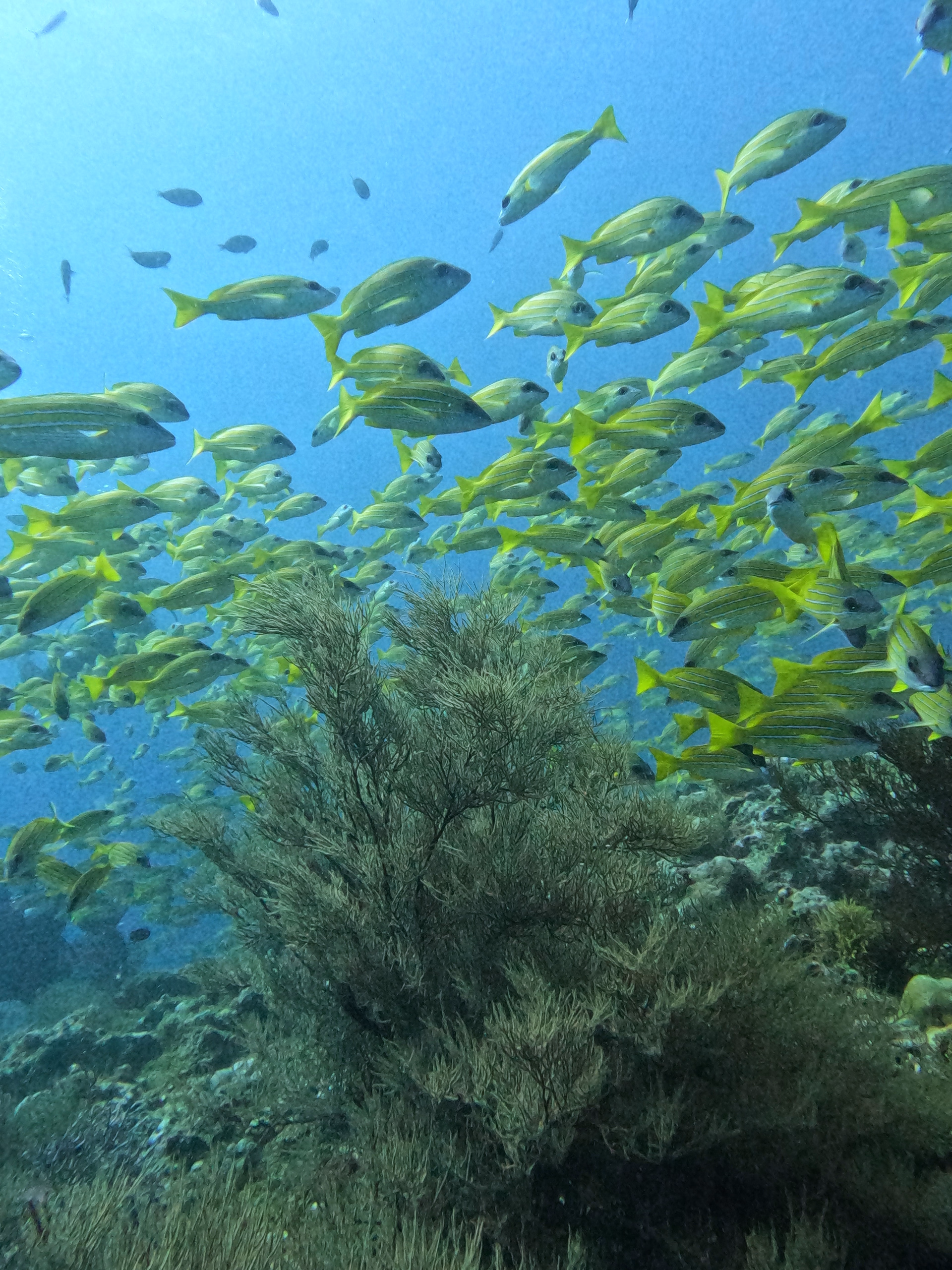 Semaine de plongée dans l'atoll d'Ari Sud sur une île locale aux Maldives