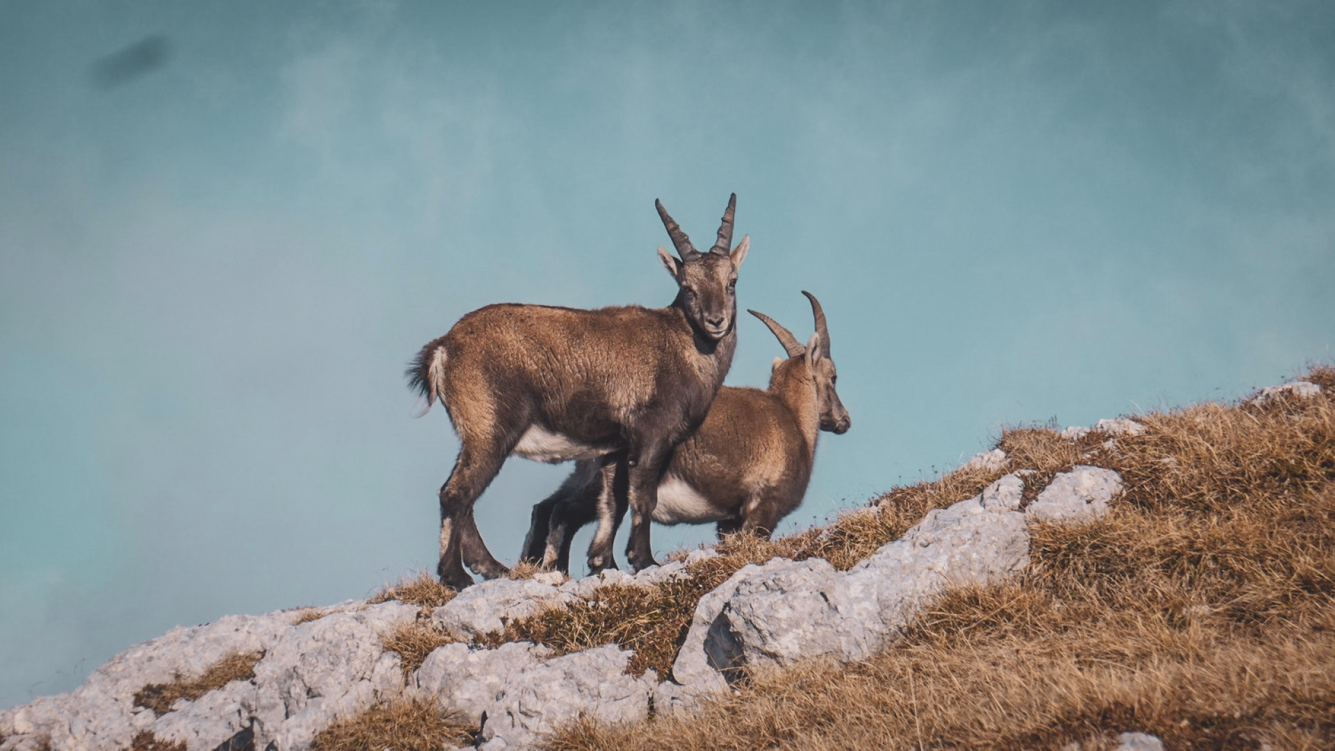 Stage trail dans le Vercors entre crêtes et forêts profondes