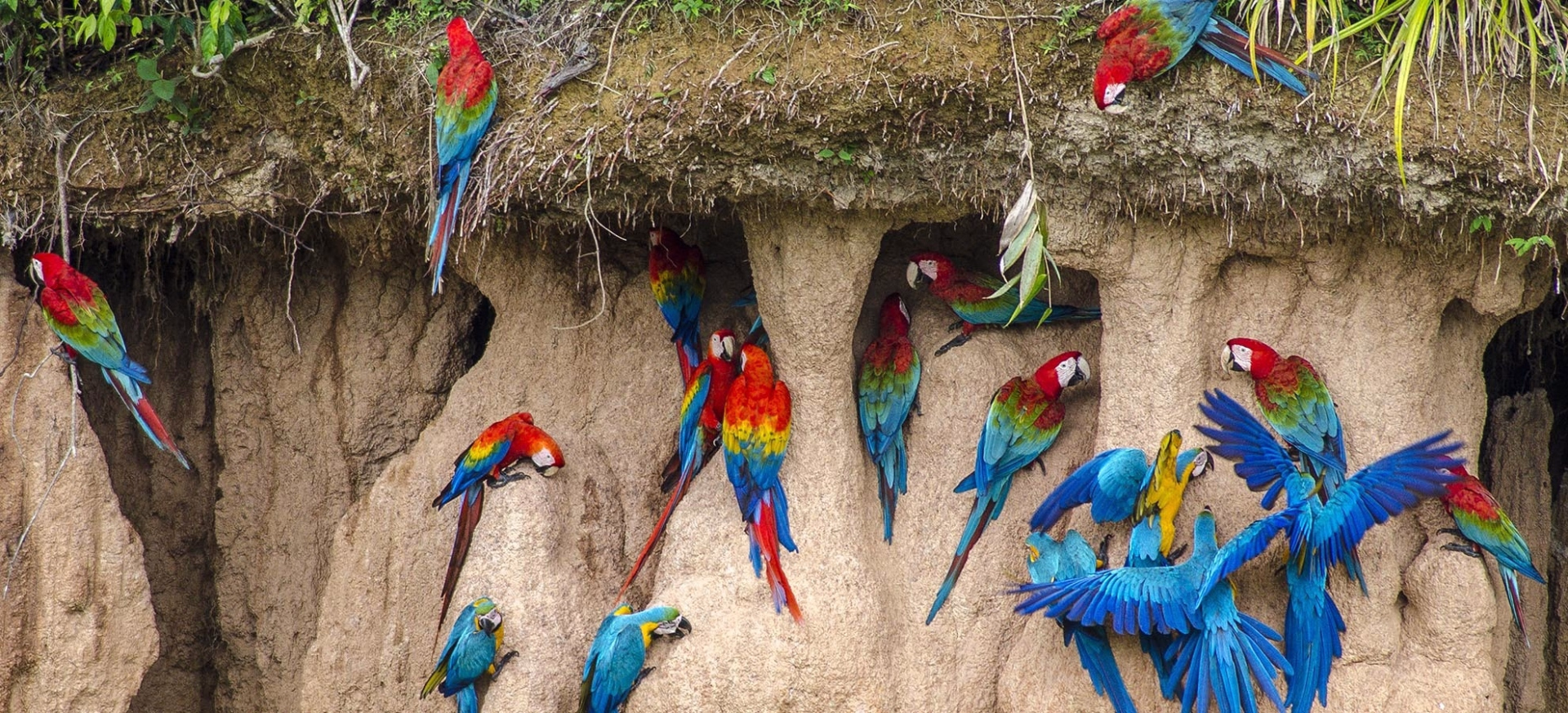 Réserve nationale de Tambopata : le sanctuaire de la nature