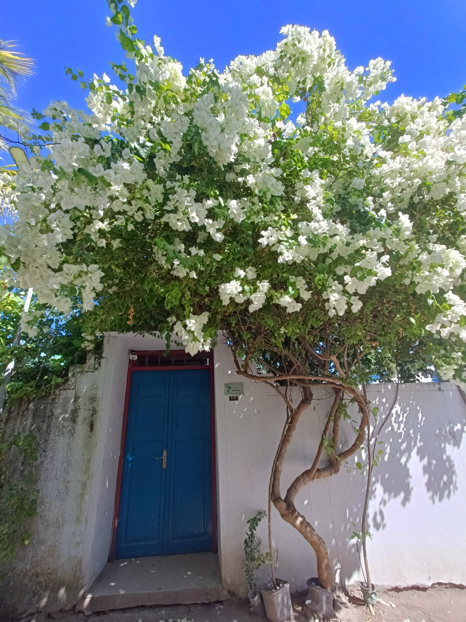 Semaine de plongée dans l'atoll d'Ari Sud sur une île locale aux Maldives