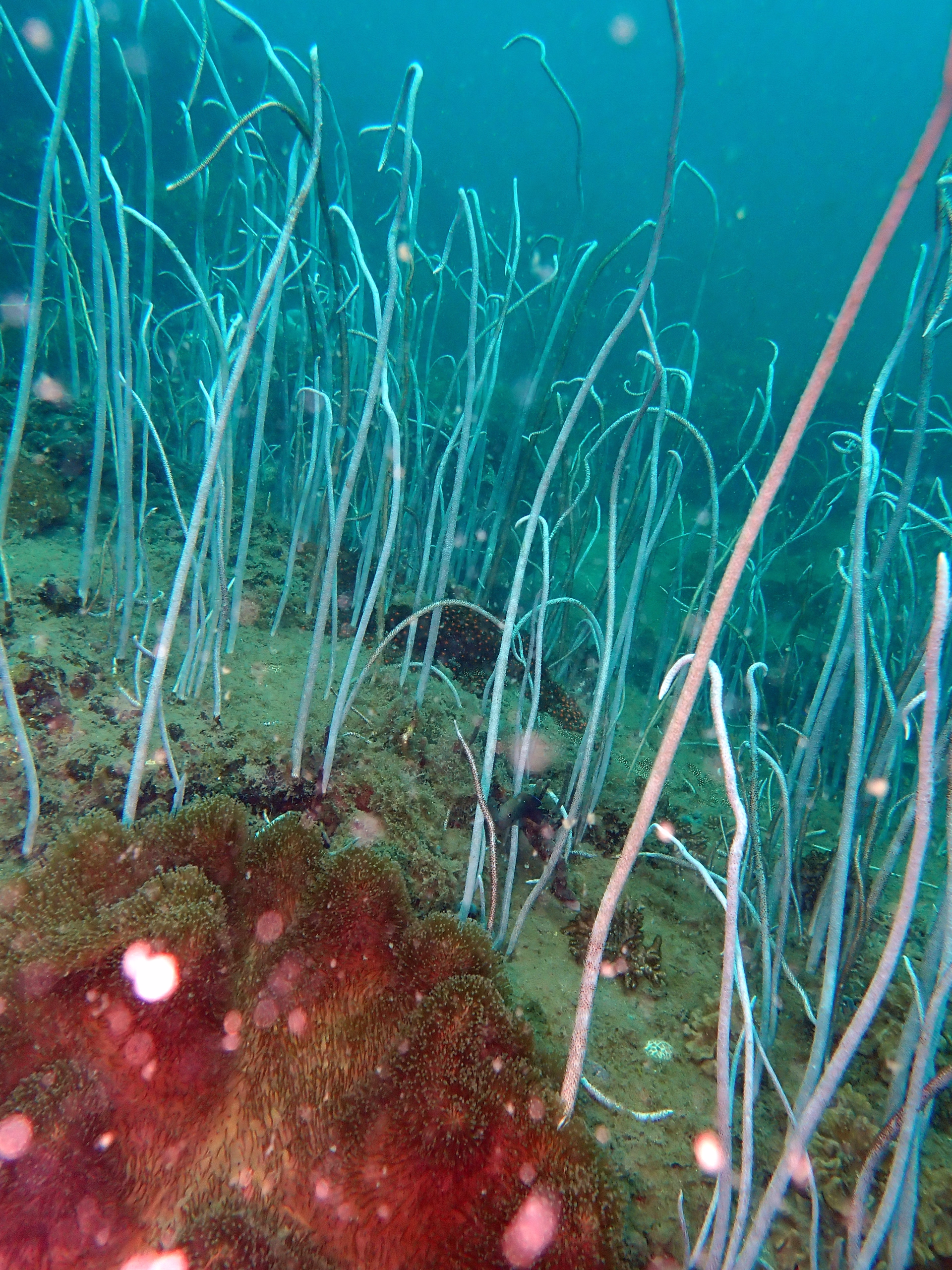 Circuit et plongée au Vietnam Sud de Ho Chi Minh à l'ïle de Phu Quoc