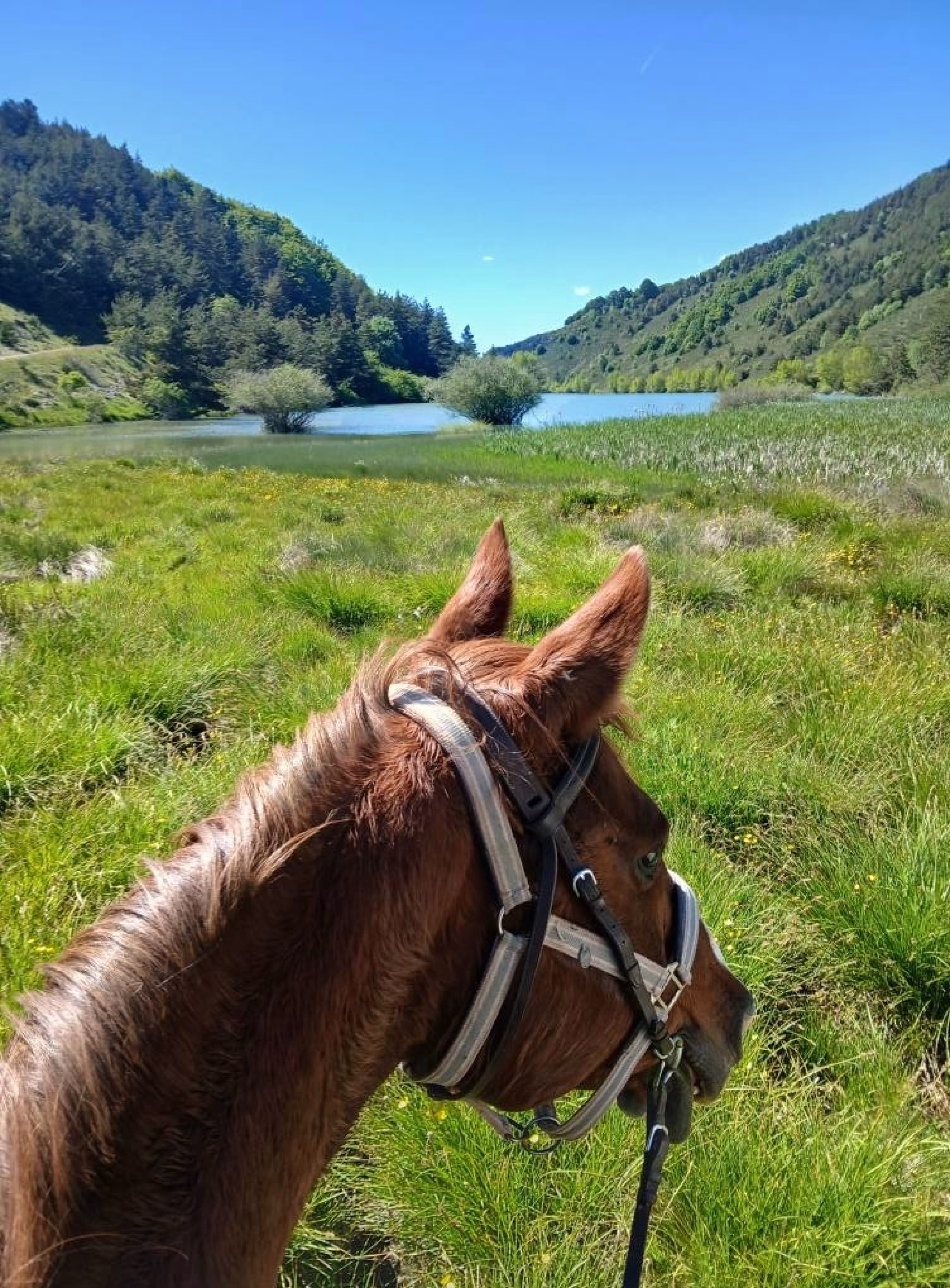 Randonnée équestre entre Buëch et sommets de la montagne d'Aujour