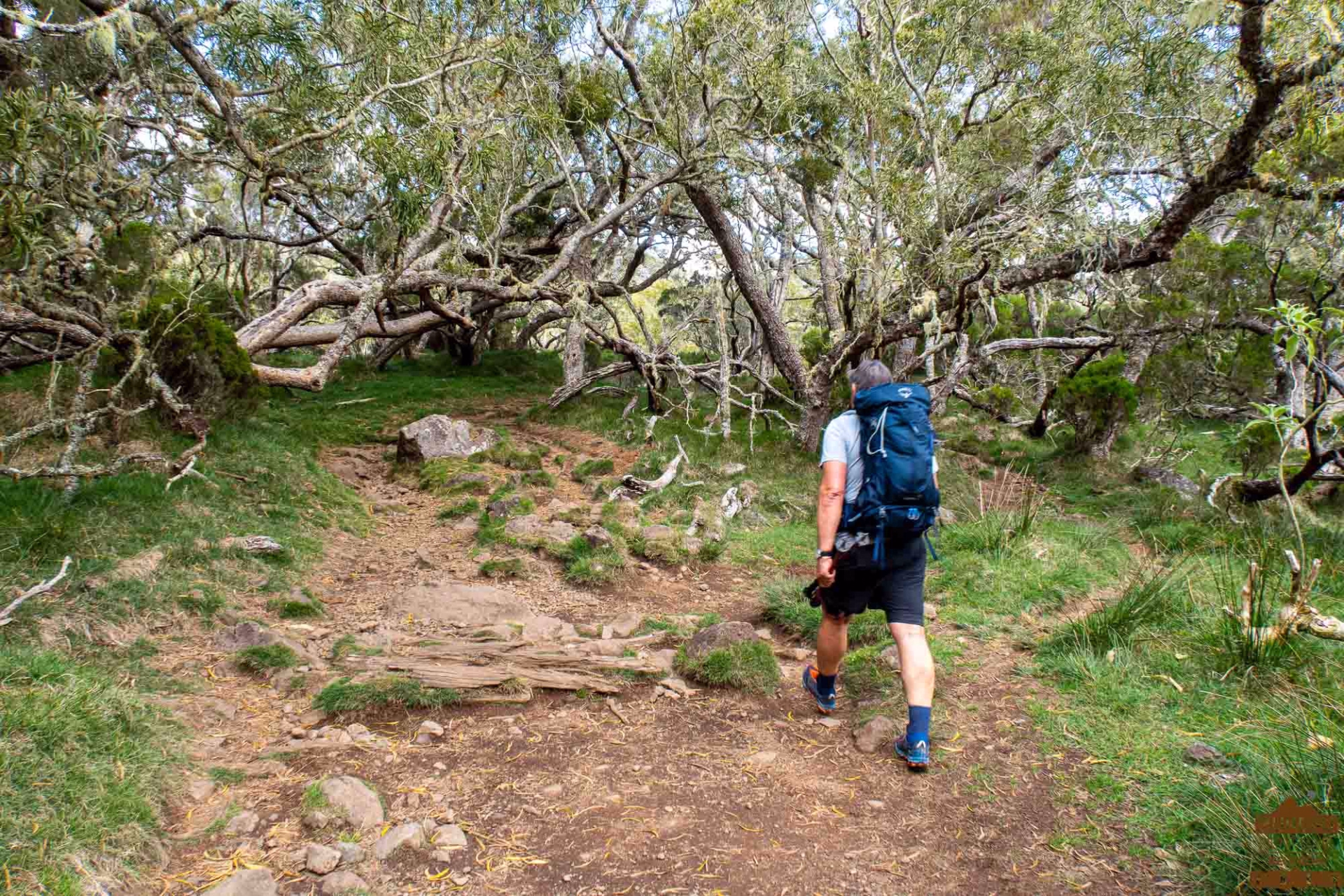 Le cœur de l'ile intense : l'essentiel de la Réunion en randonnée