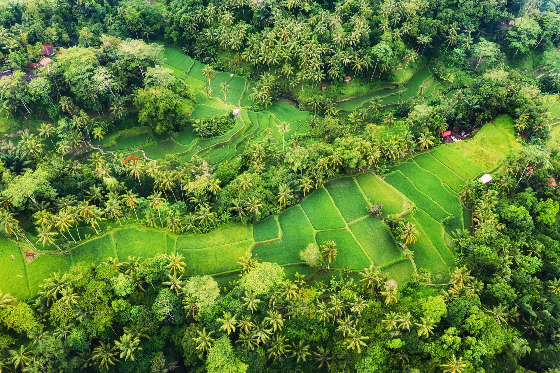 Voyageur solo confirmé : safari plongée d’exploration à Bali - 9 nuits
