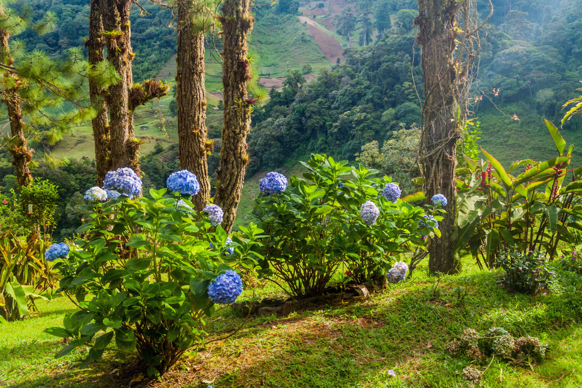 Les plus beaux greens du Panama entre canal et jungle